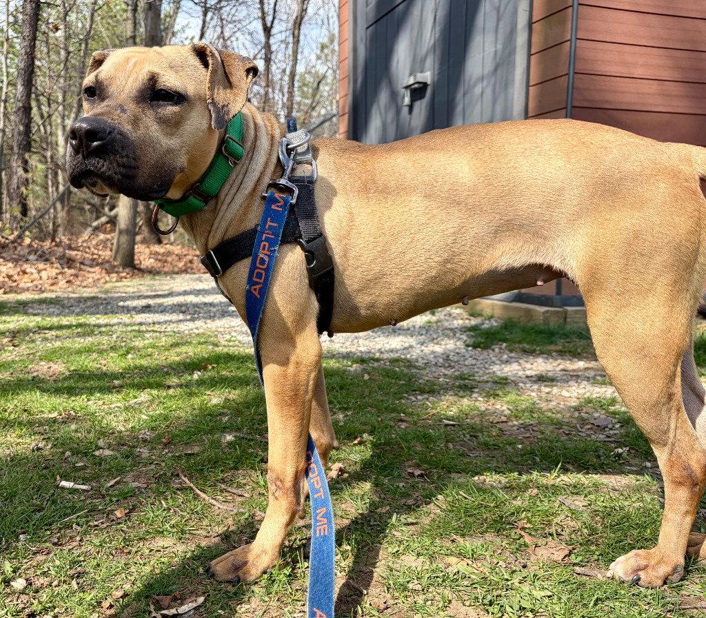 Hazel, Adoptable, Adult Female American Staffordshire Terrier & American Staffordshire Terrier.