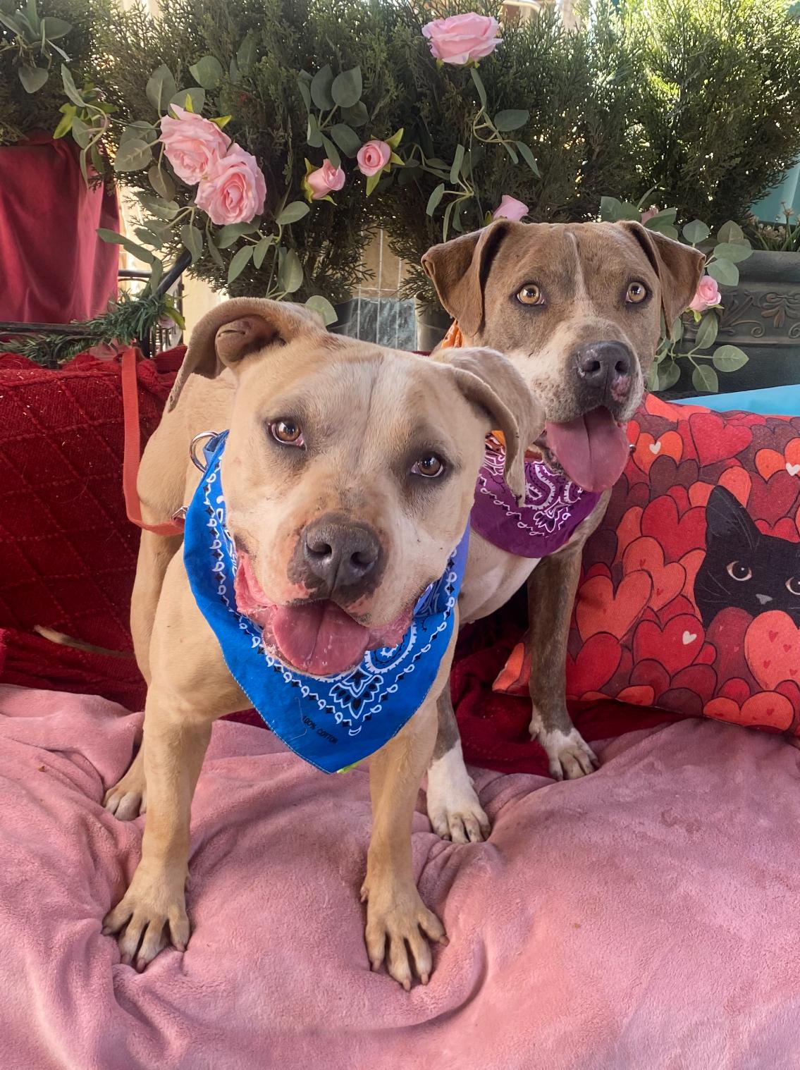 Enlarge Bodhi, petite, young,  Staffordshire terrier, an adopted mixed breed in Acton, CA image 2/6