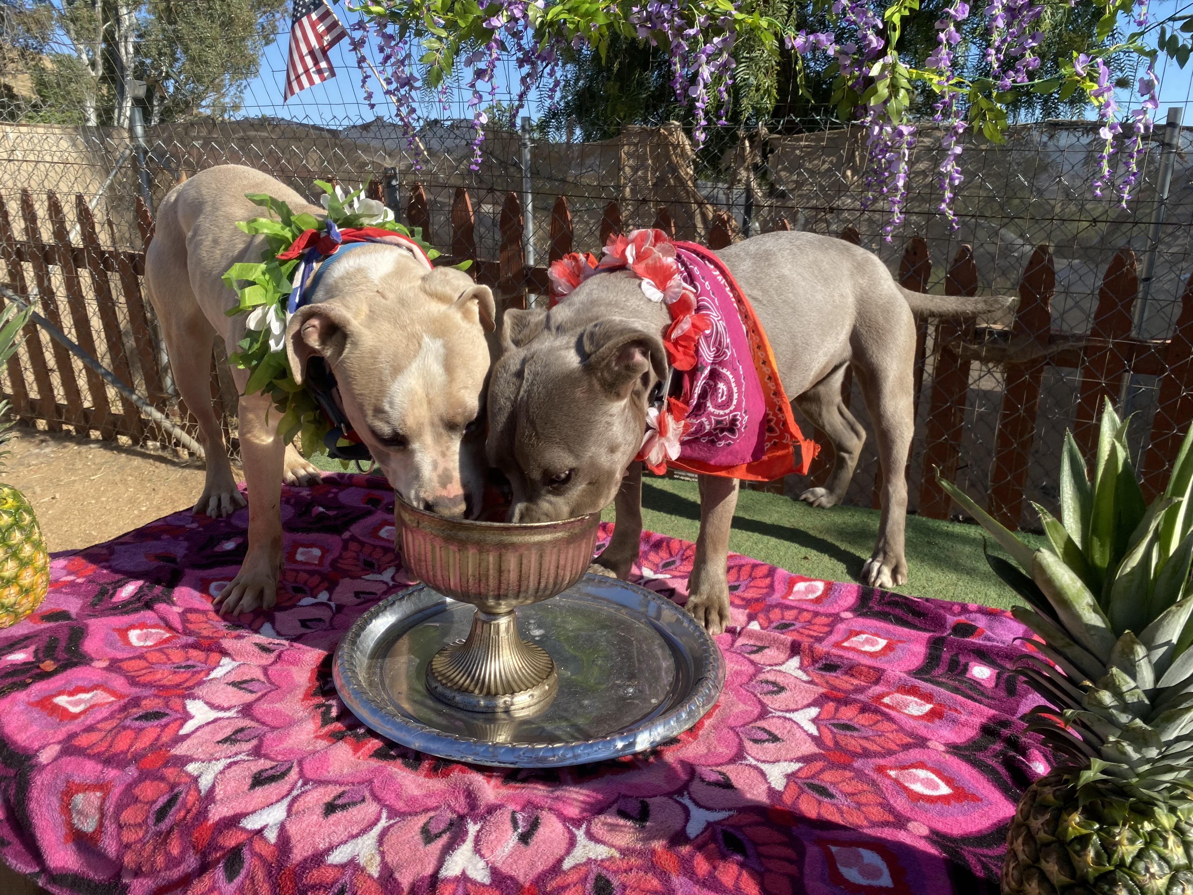 Enlarge Bodhi, petite, young,  Staffordshire terrier, an adopted mixed breed in Acton, CA image 4/6