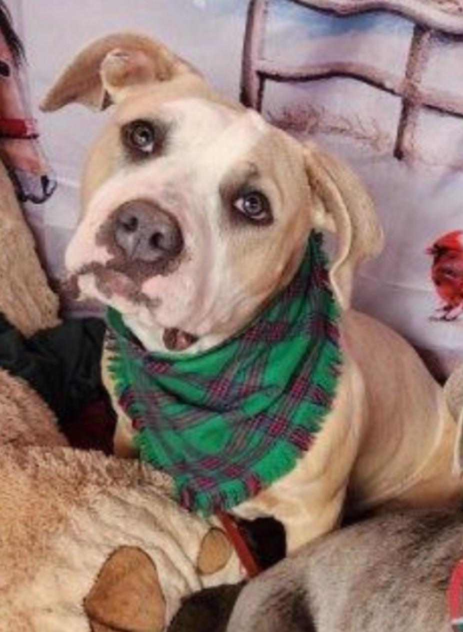 Enlarge Bodhi, petite, young,  Staffordshire terrier, an adopted mixed breed in Acton, CA image 1/6