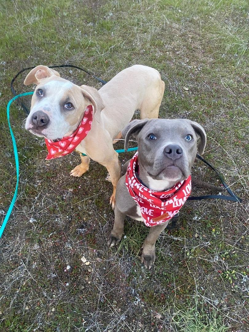 Enlarge Bodhi, petite, young,  Staffordshire terrier, an adopted mixed breed in Acton, CA image 5/6
