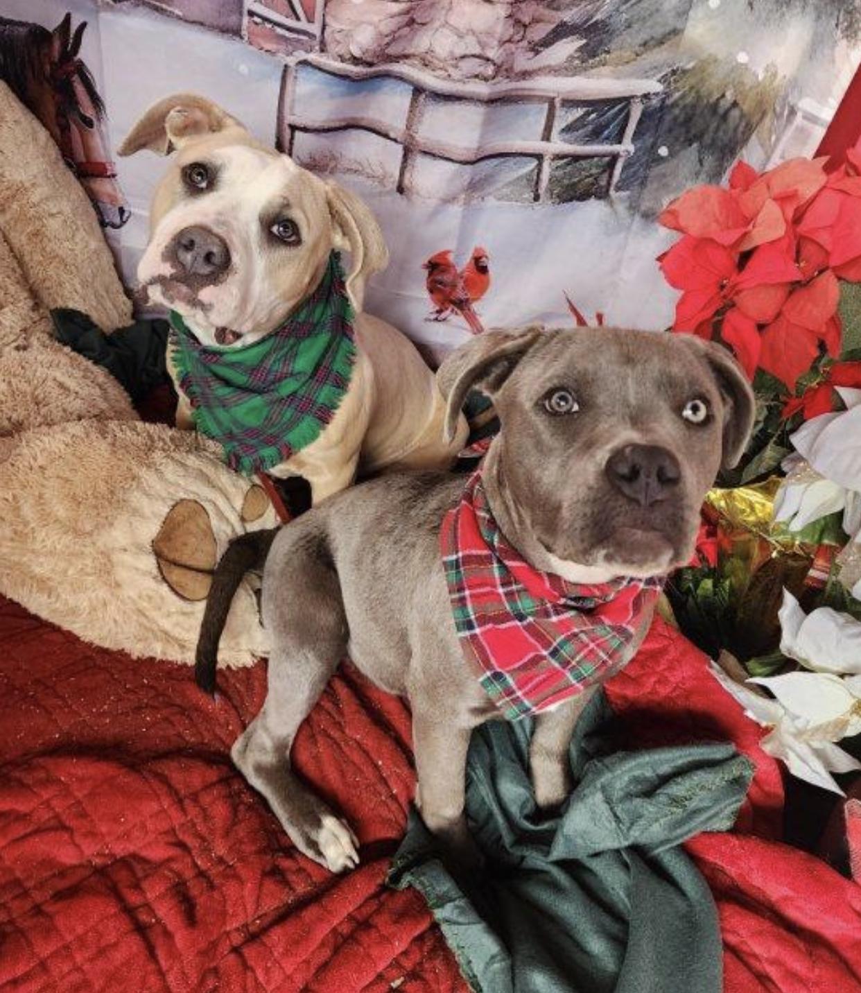 Enlarge Bodhi, petite, young,  Staffordshire terrier, an adopted mixed breed in Acton, CA image 3/6