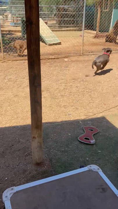 Enlarge Bodhi, petite, young,  Staffordshire terrier, an adopted mixed breed in Acton, CA video 6/6