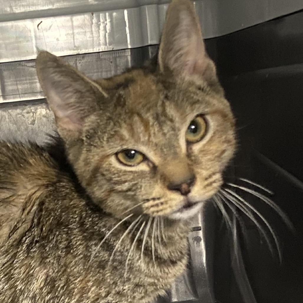 Cider, Adoptable, Kitten Female Domestic Short Hair.