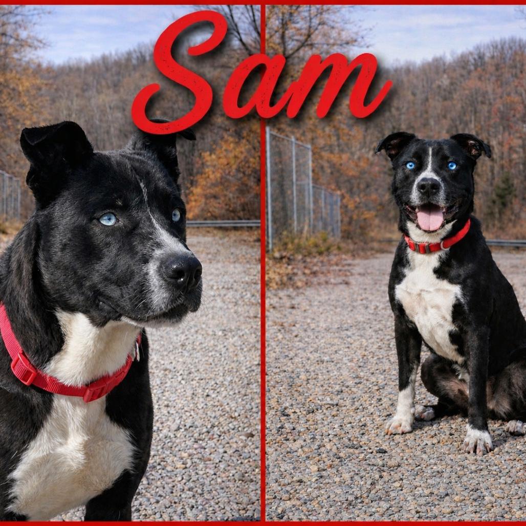 Sam, Adoptable, Adult Male Pit Bull Terrier & Mixed Breed.