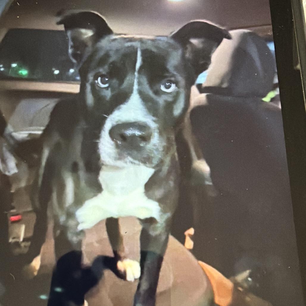 Sam, Adoptable, Adult Male Pit Bull Terrier & Mixed Breed.