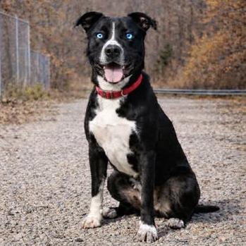 Enlarge Sam, a Adoptable mixed breed in Hohenwald, TN image 2/2