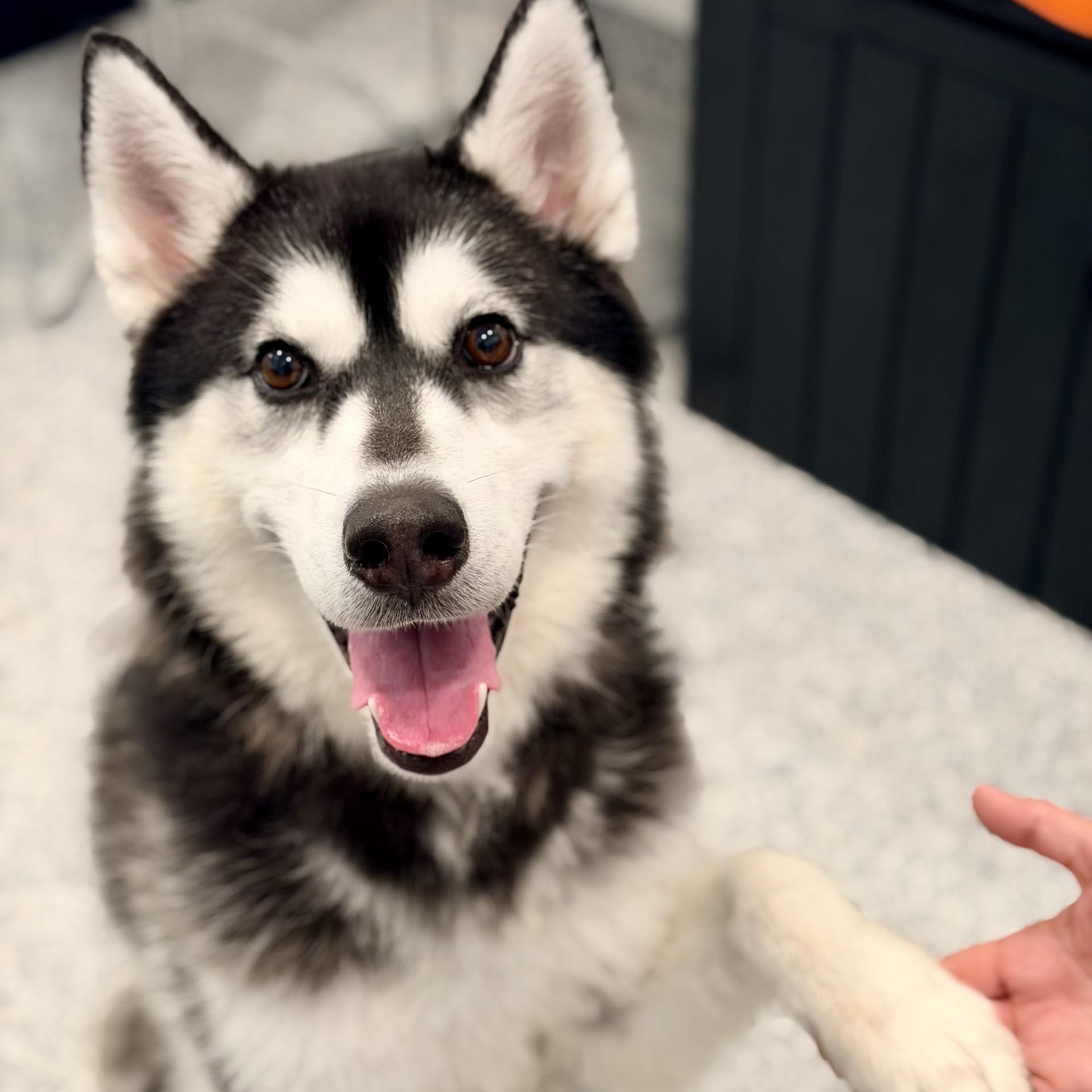 Enlarge Crystal, a ADOPTABLE Siberian Husky in Manahawkin, NJ image 3/3