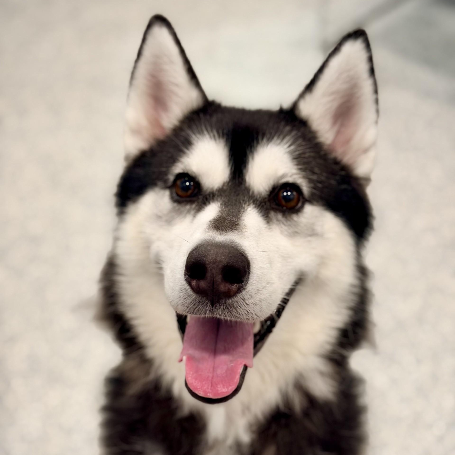 Crystal, ADOPTABLE, Adult Female Siberian Husky.