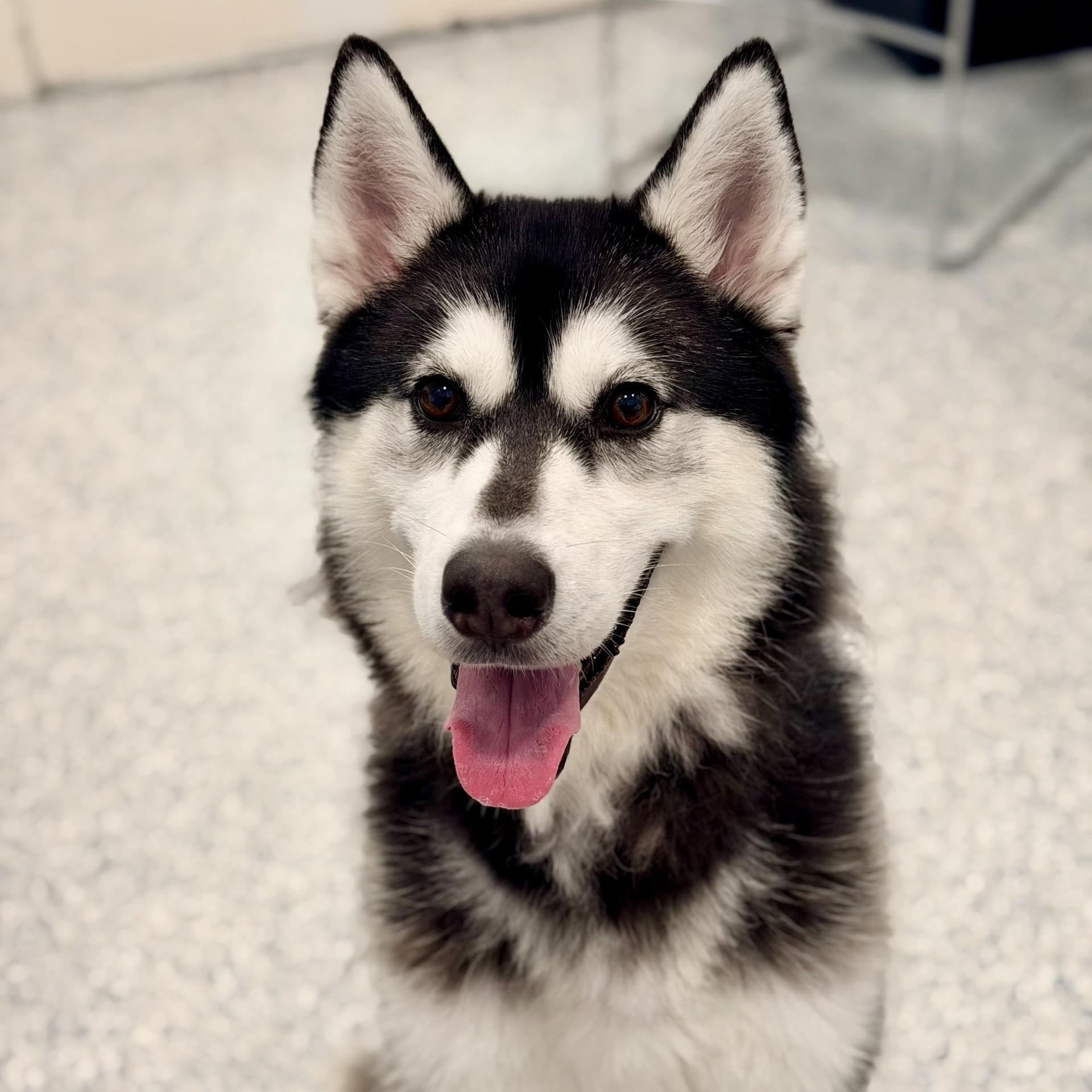 Enlarge Crystal, a ADOPTABLE Siberian Husky in Manahawkin, NJ image 2/3