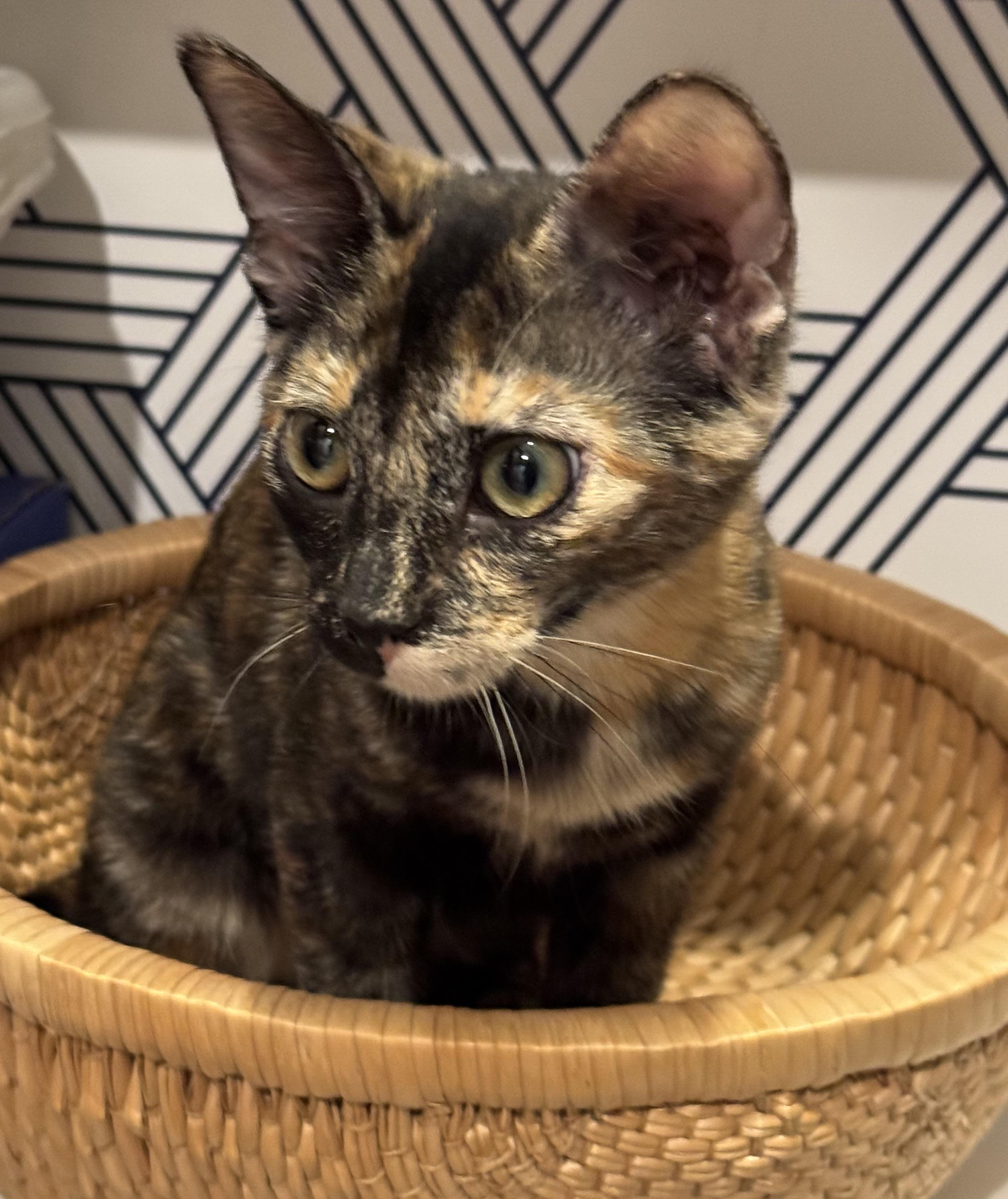 Enlarge Briar, a Adopted Tortoiseshell in Lancaster, CA image 2/4