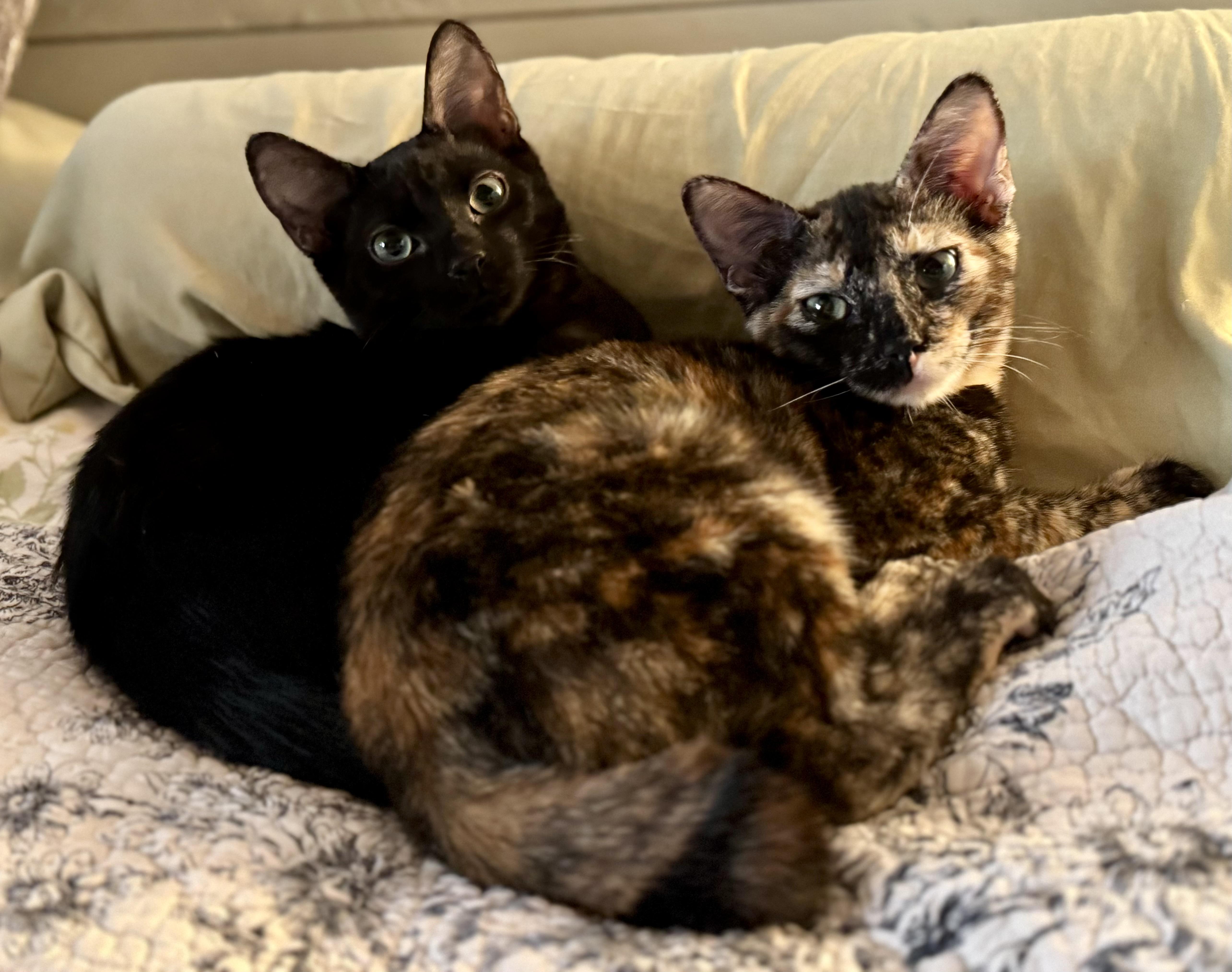 Enlarge Briar, a Adopted Tortoiseshell in Lancaster, CA image 3/4