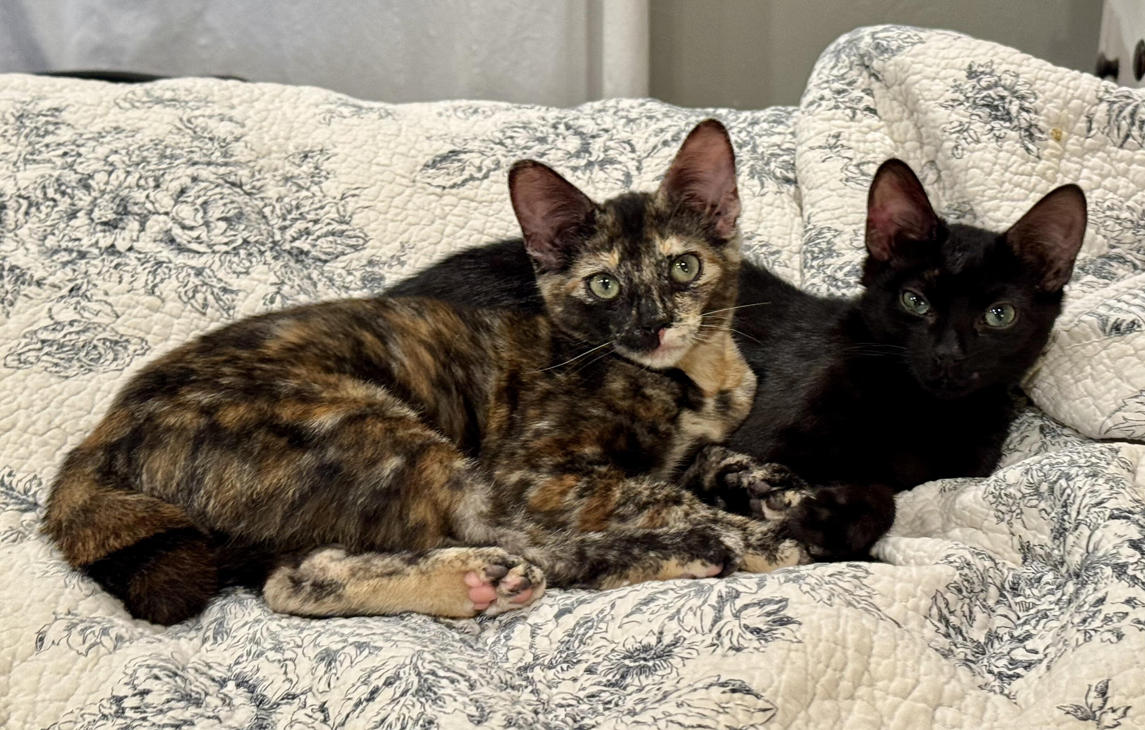 Enlarge Briar, a Adopted Tortoiseshell in Lancaster, CA image 4/4