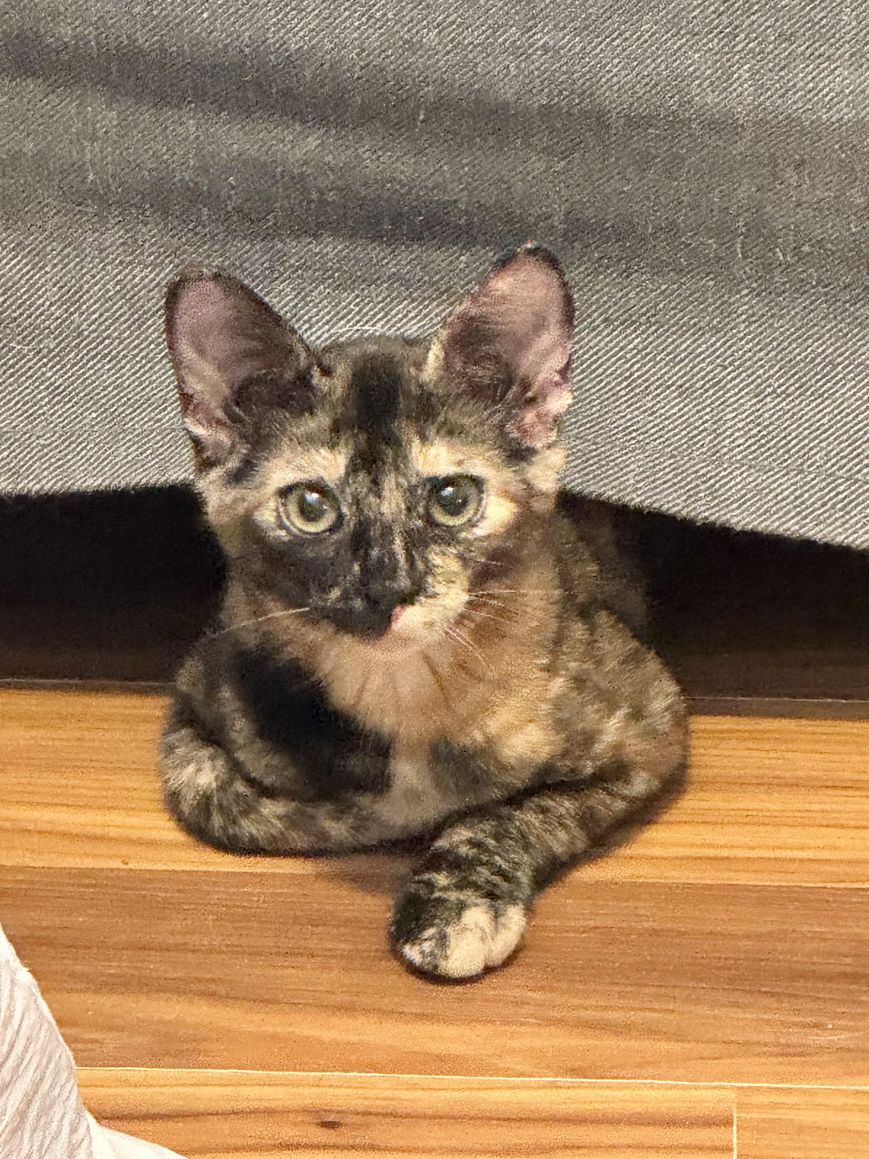 Enlarge Briar, a Adopted Tortoiseshell in Lancaster, CA image 1/4