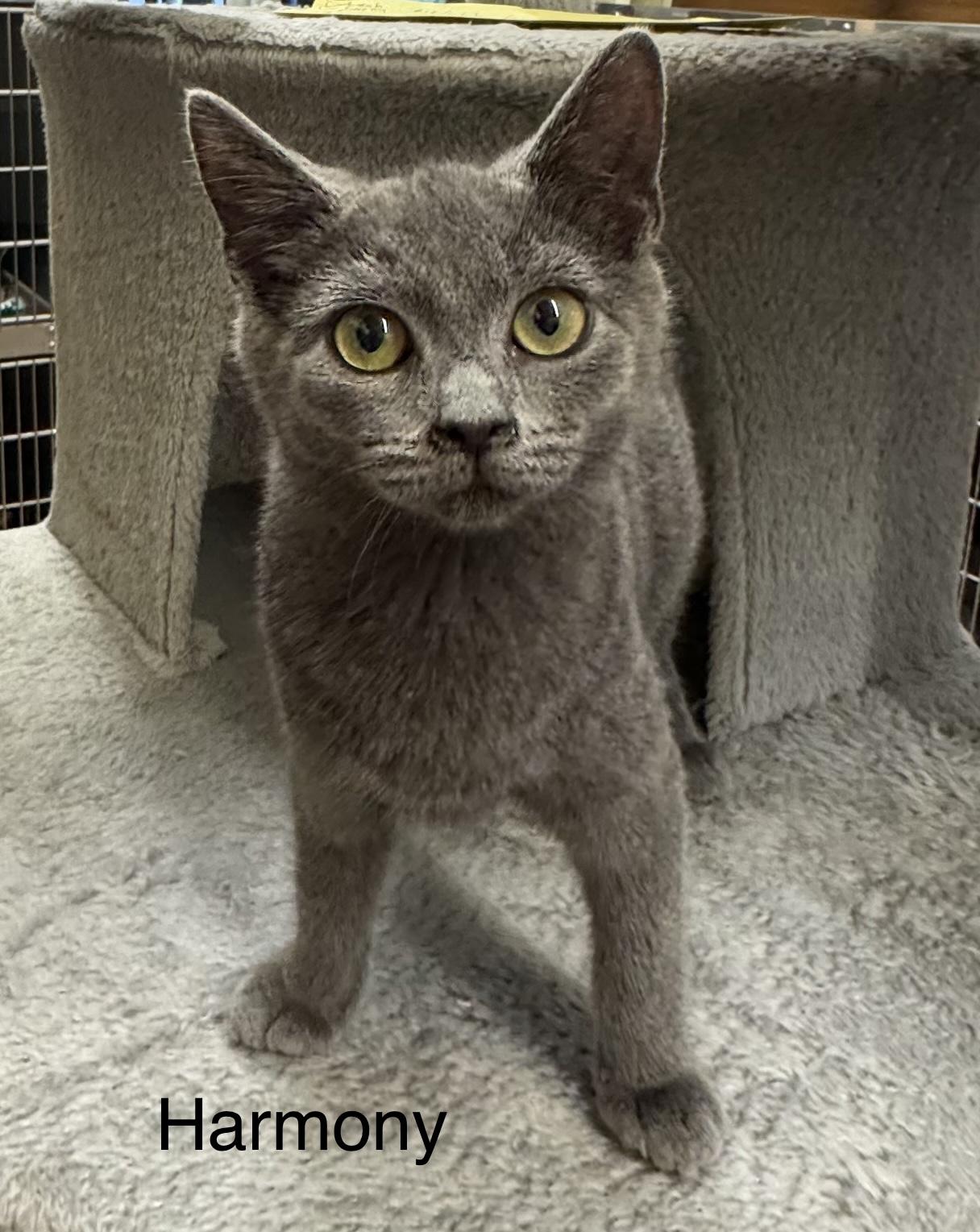 Harmony, Adopted, Young Female Domestic Short Hair.