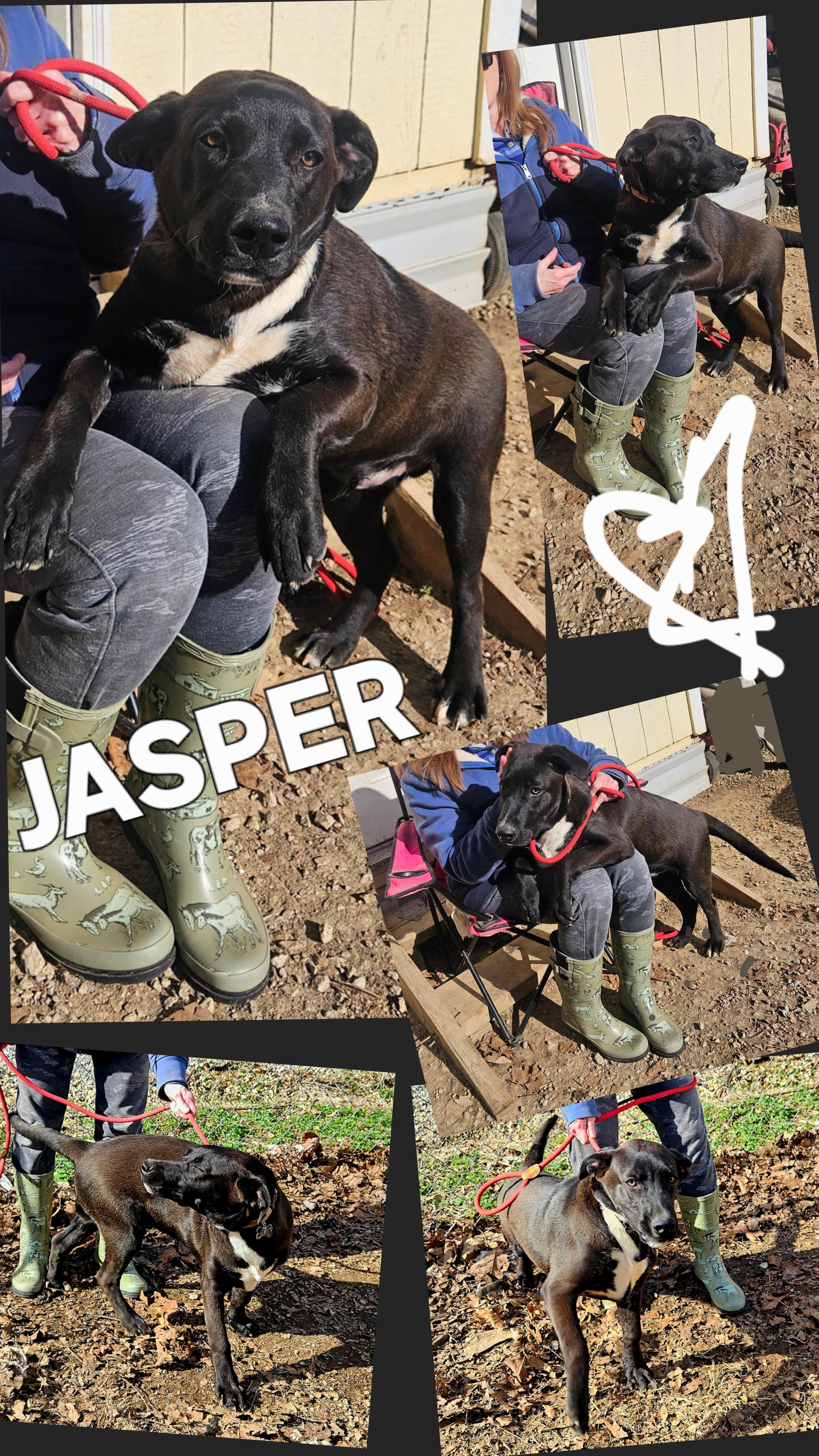 Enlarge Jasper, a ADOPTABLE mixed breed in Medfield, MA image 3/4