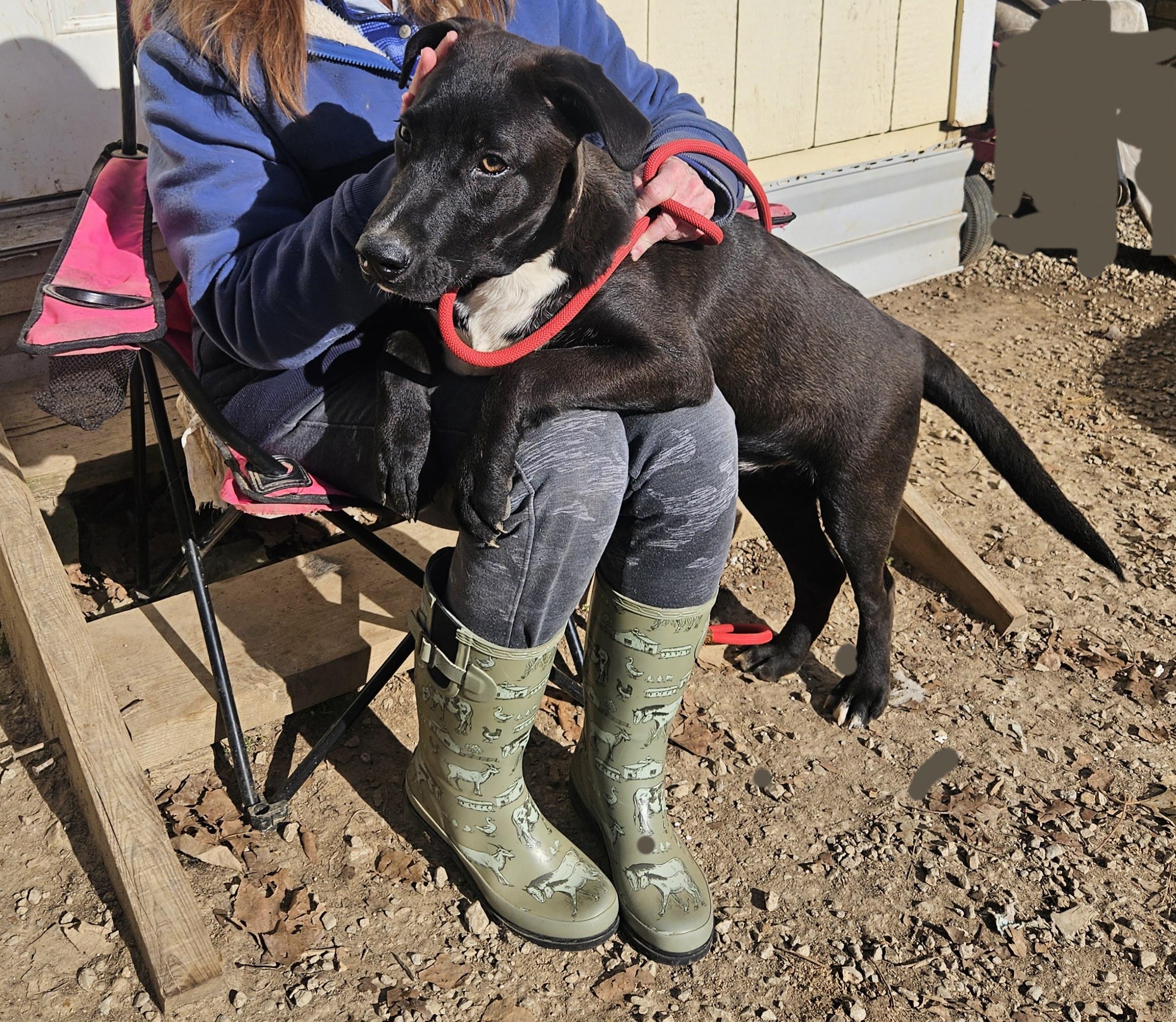 Enlarge Jasper, a ADOPTABLE mixed breed in Medfield, MA image 4/4