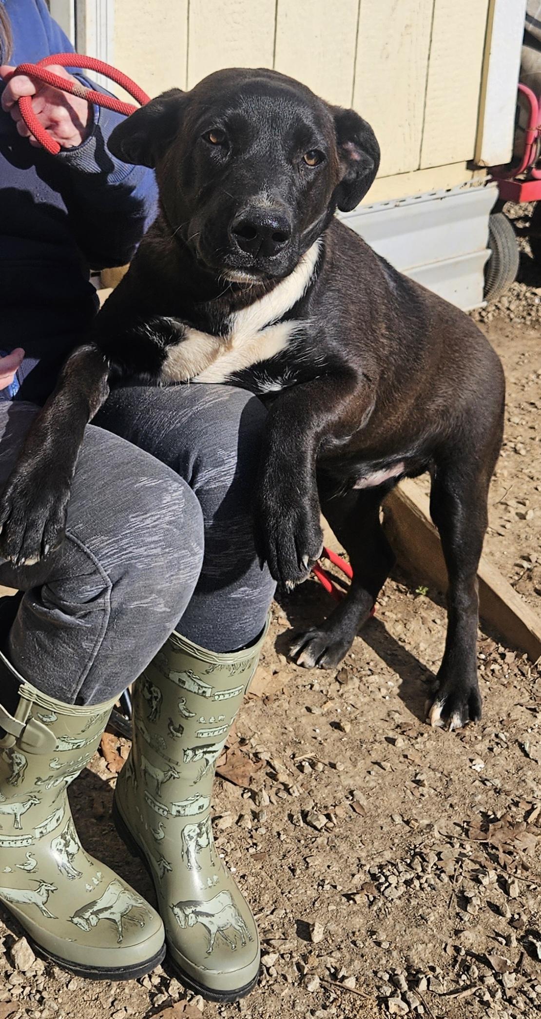 Enlarge Jasper, a ADOPTABLE mixed breed in Medfield, MA image 2/4