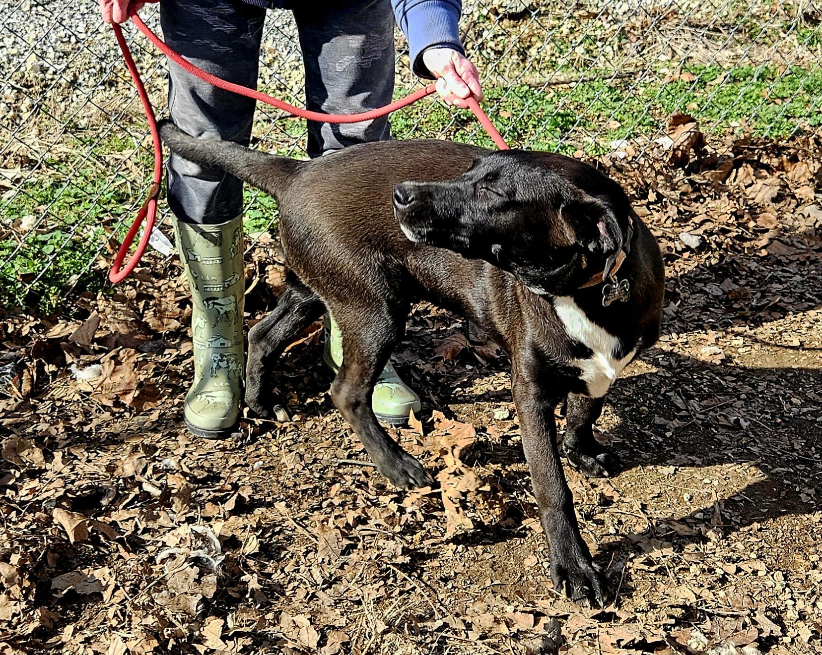 Jasper, ADOPTABLE, Puppy Male Black Labrador Retriever & Mixed Breed.