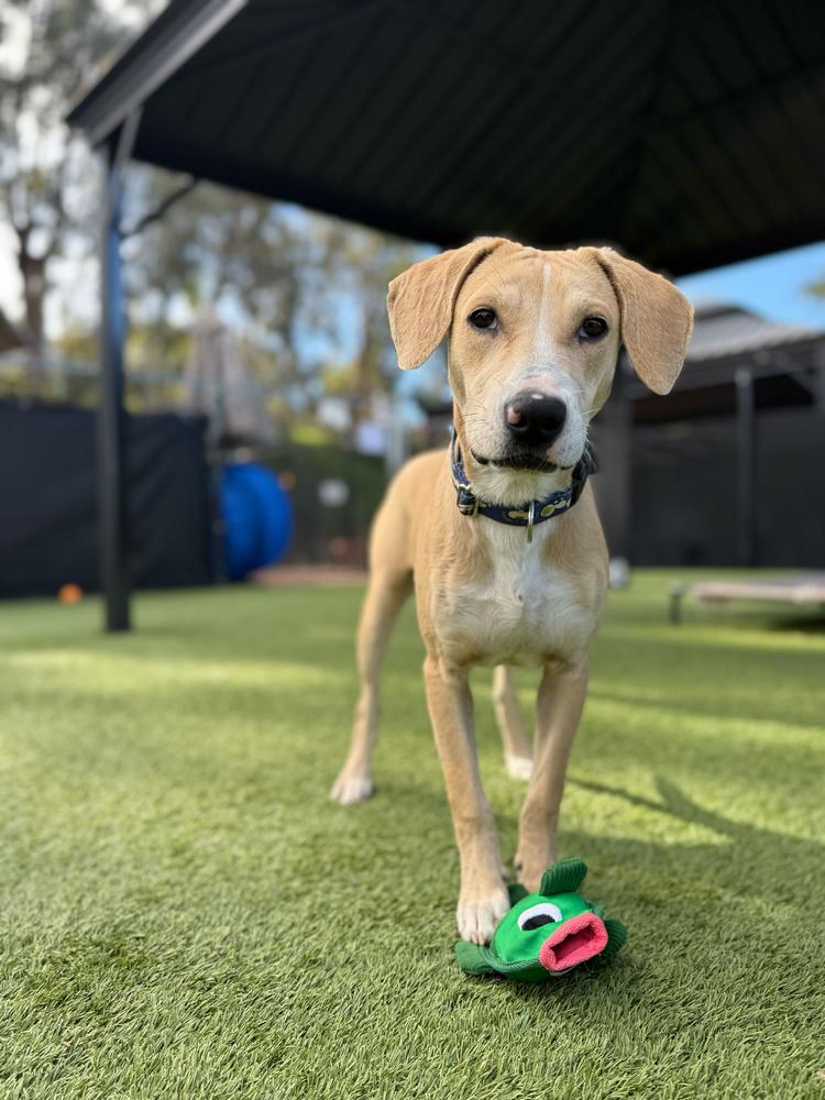 Cappuccino, Adoptable, Adult Male Labrador Retriever.