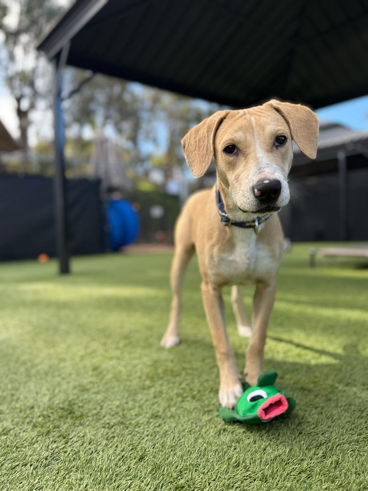 Enlarge Cappuccino, a Adoptable mixed breed in San Diego, CA image 2/6