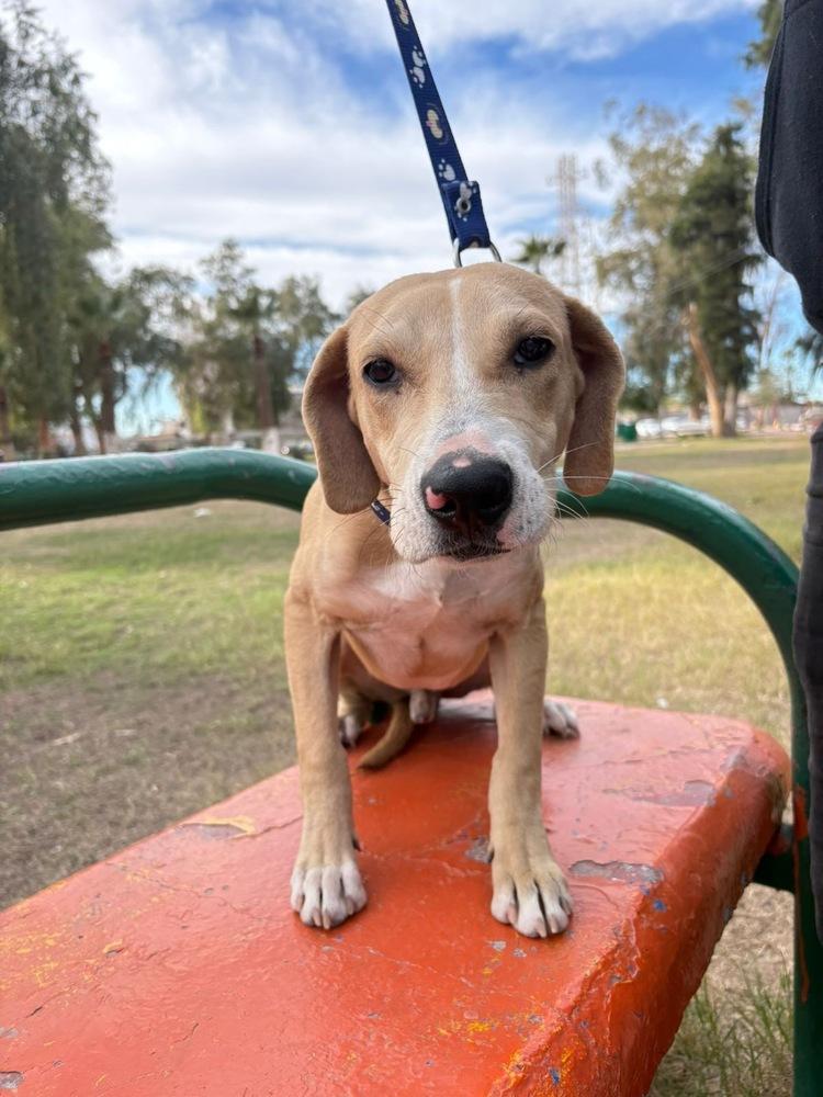 Enlarge Cappuccino, a Adoptable mixed breed in San Diego, CA image 4/6