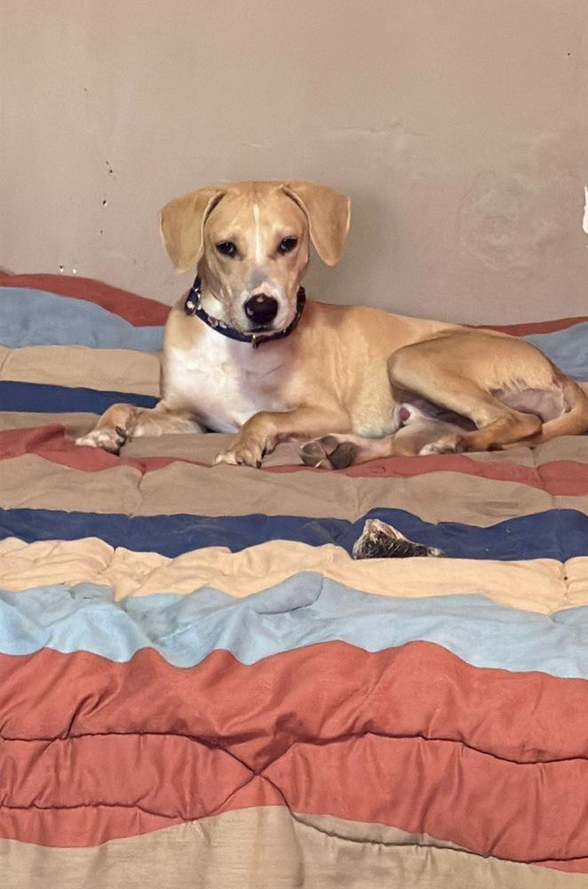 Enlarge Cappuccino, a Adoptable mixed breed in San Diego, CA image 5/6