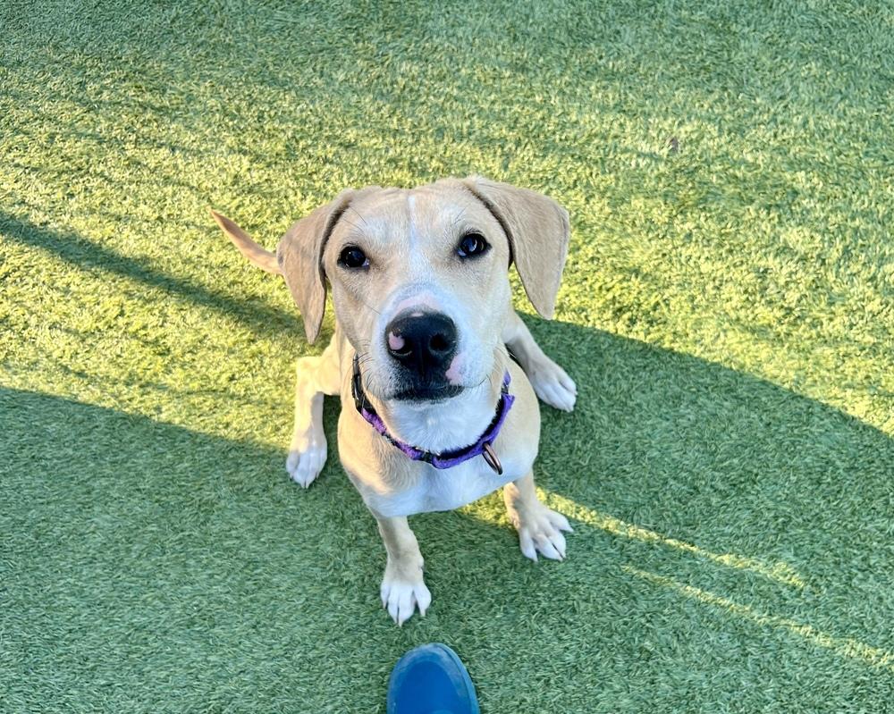 Enlarge Cappuccino, a Adoptable mixed breed in San Diego, CA image 6/6