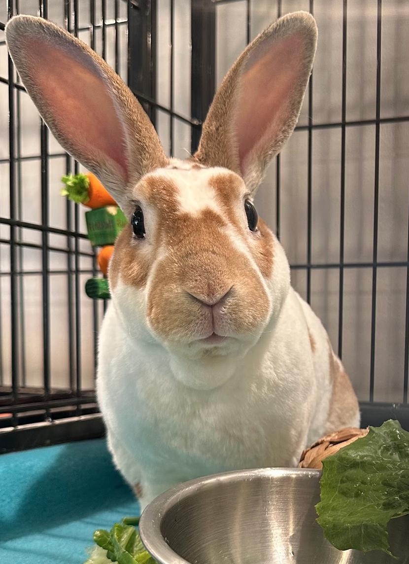 Theodore, ADOPTABLE, Young Male Mini Rex.