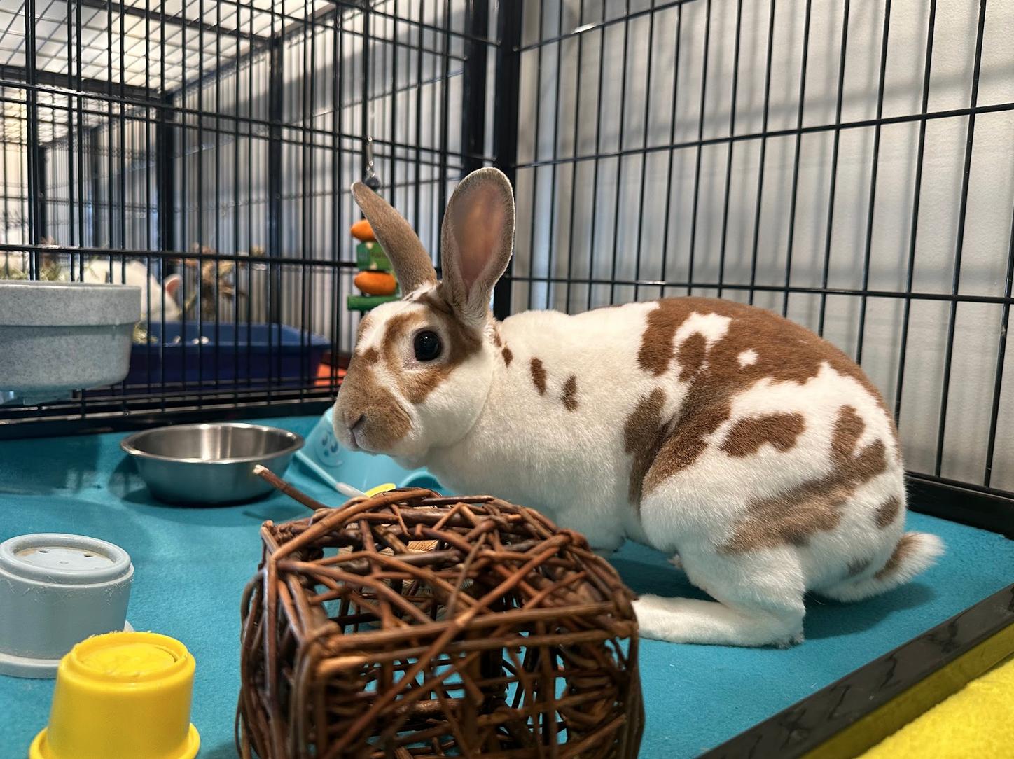 Theodore, a ADOPTABLE Mini Rex in Philadelphia, PA image 2/2