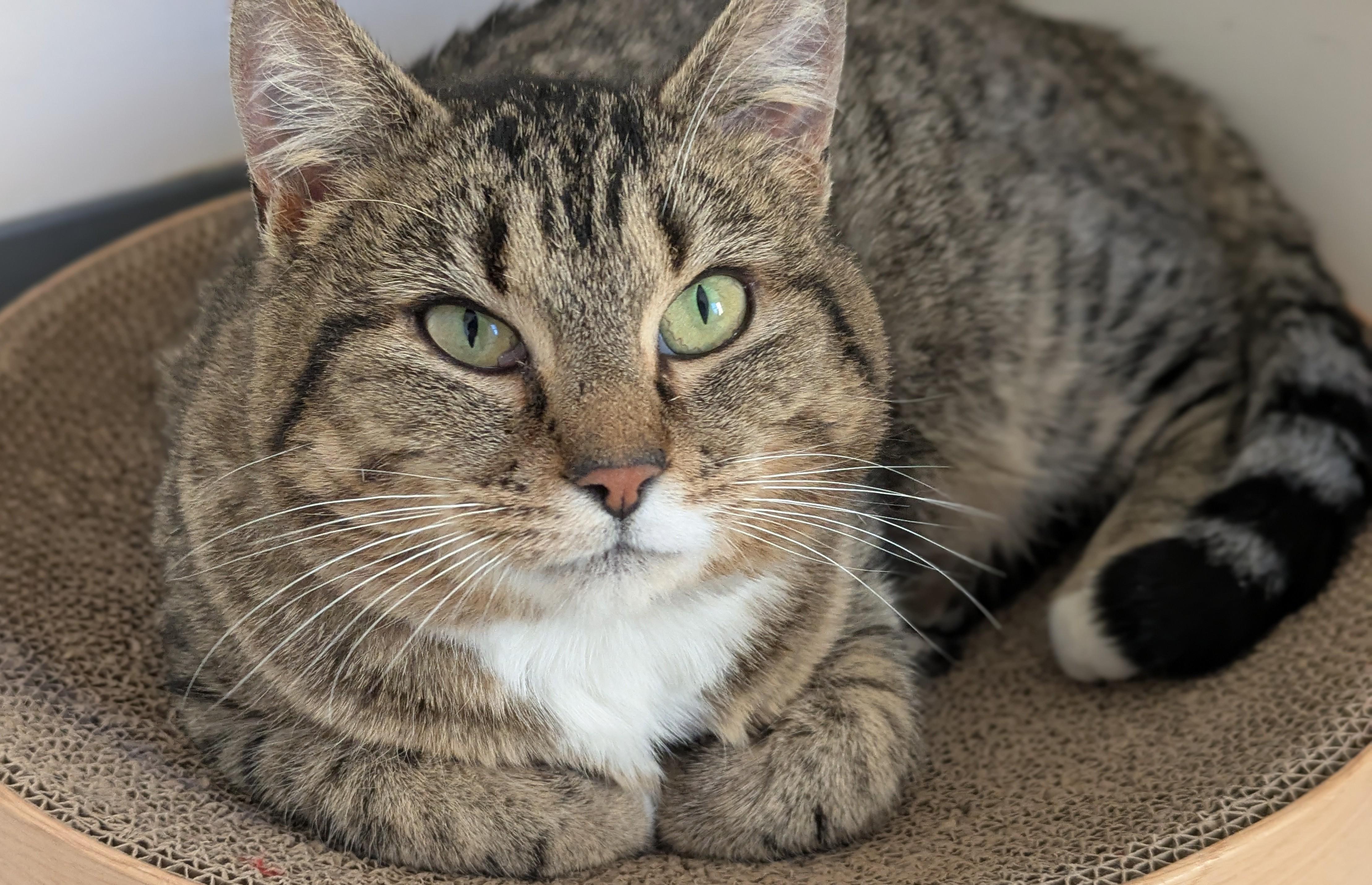 Jenny, a ADOPTABLE Tabby in Bonnyville, AB image 2/3
