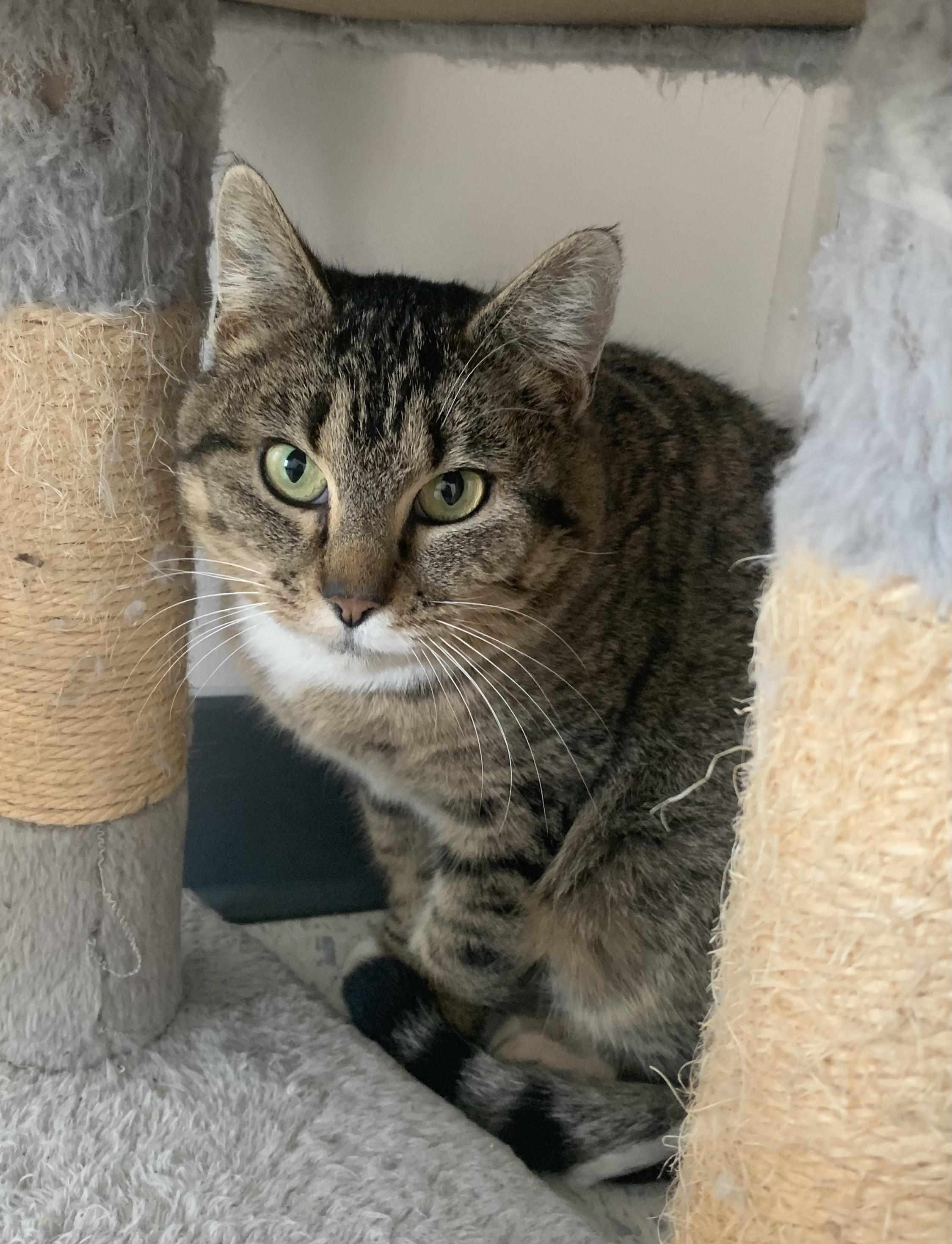 Jenny, ADOPTABLE, Adult Female Tabby.