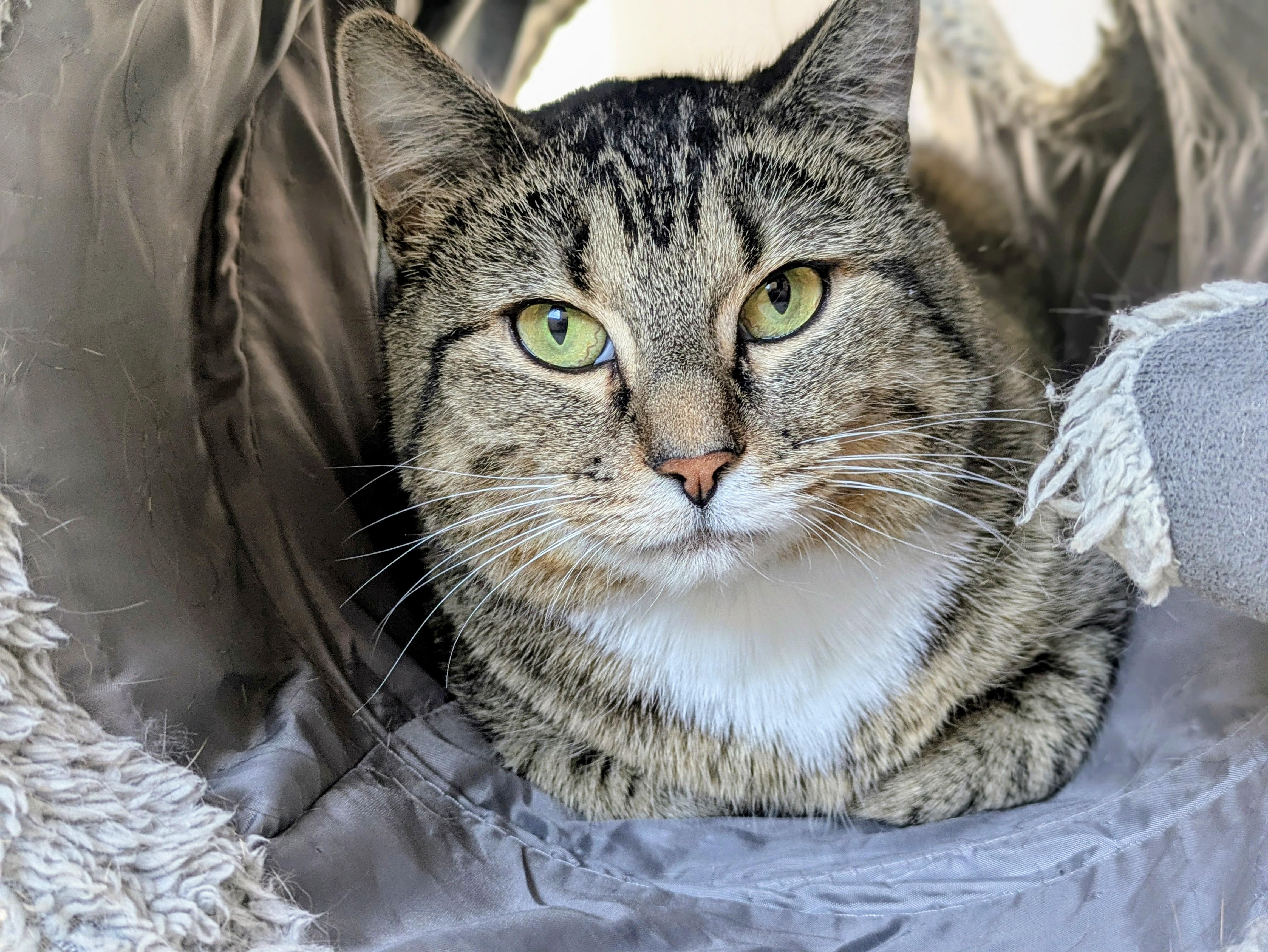 Jenny, a ADOPTABLE Tabby in Bonnyville, AB image 1/3