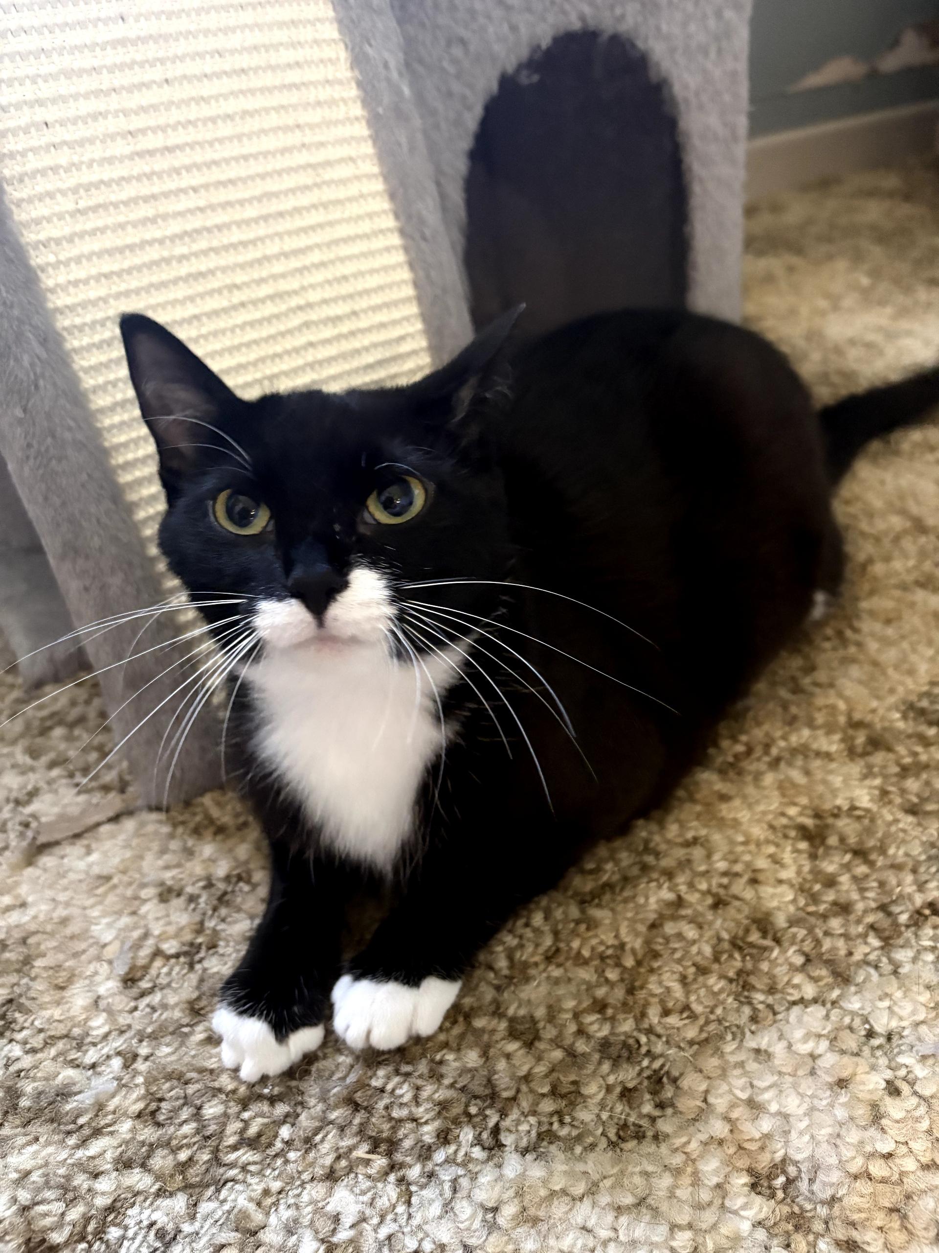 Enlarge TOGEPI, a ADOPTABLE Tuxedo in Shakespeare, ON image 3/3