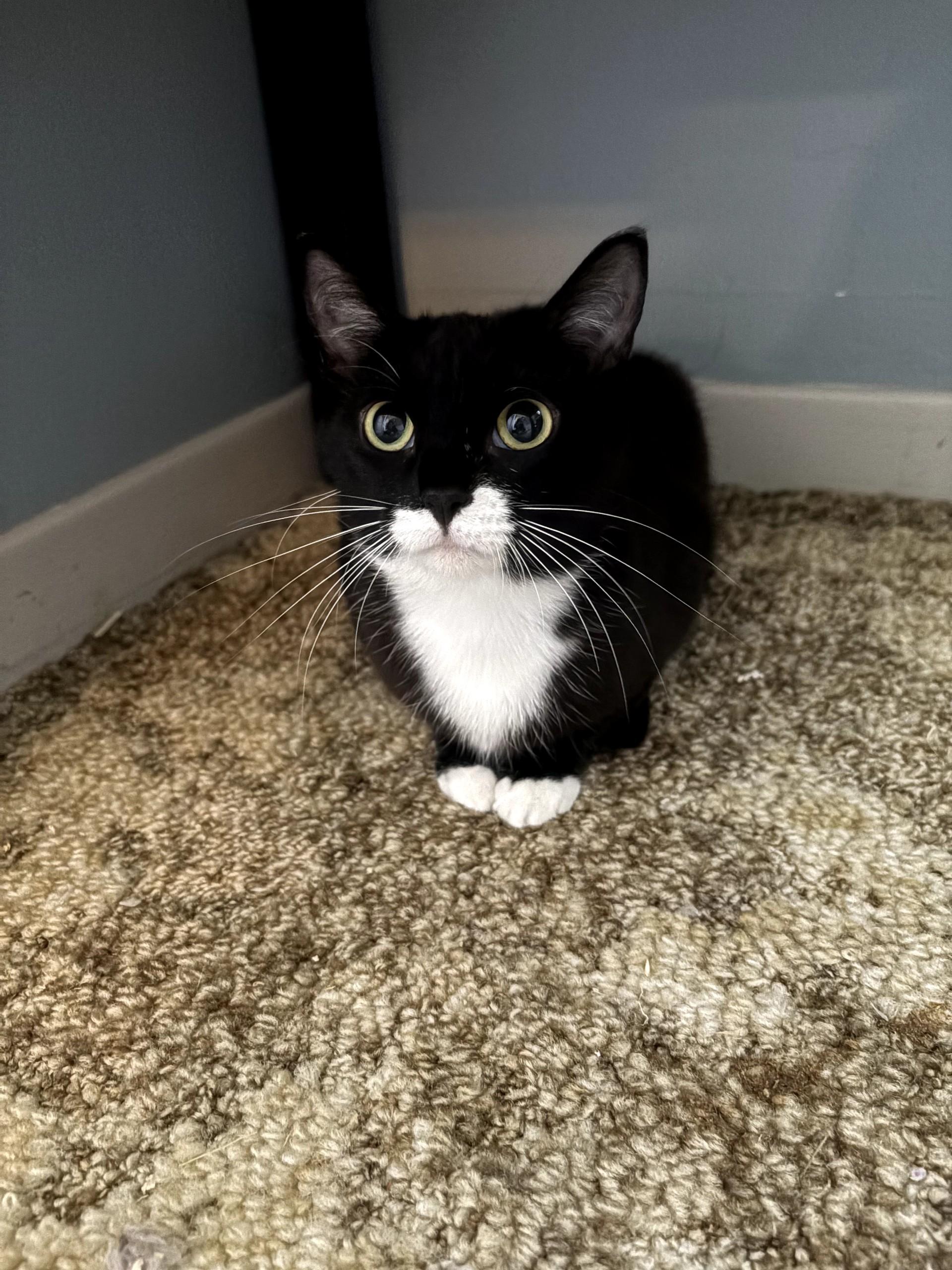 Enlarge TOGEPI, a ADOPTABLE Tuxedo in Shakespeare, ON image 2/3