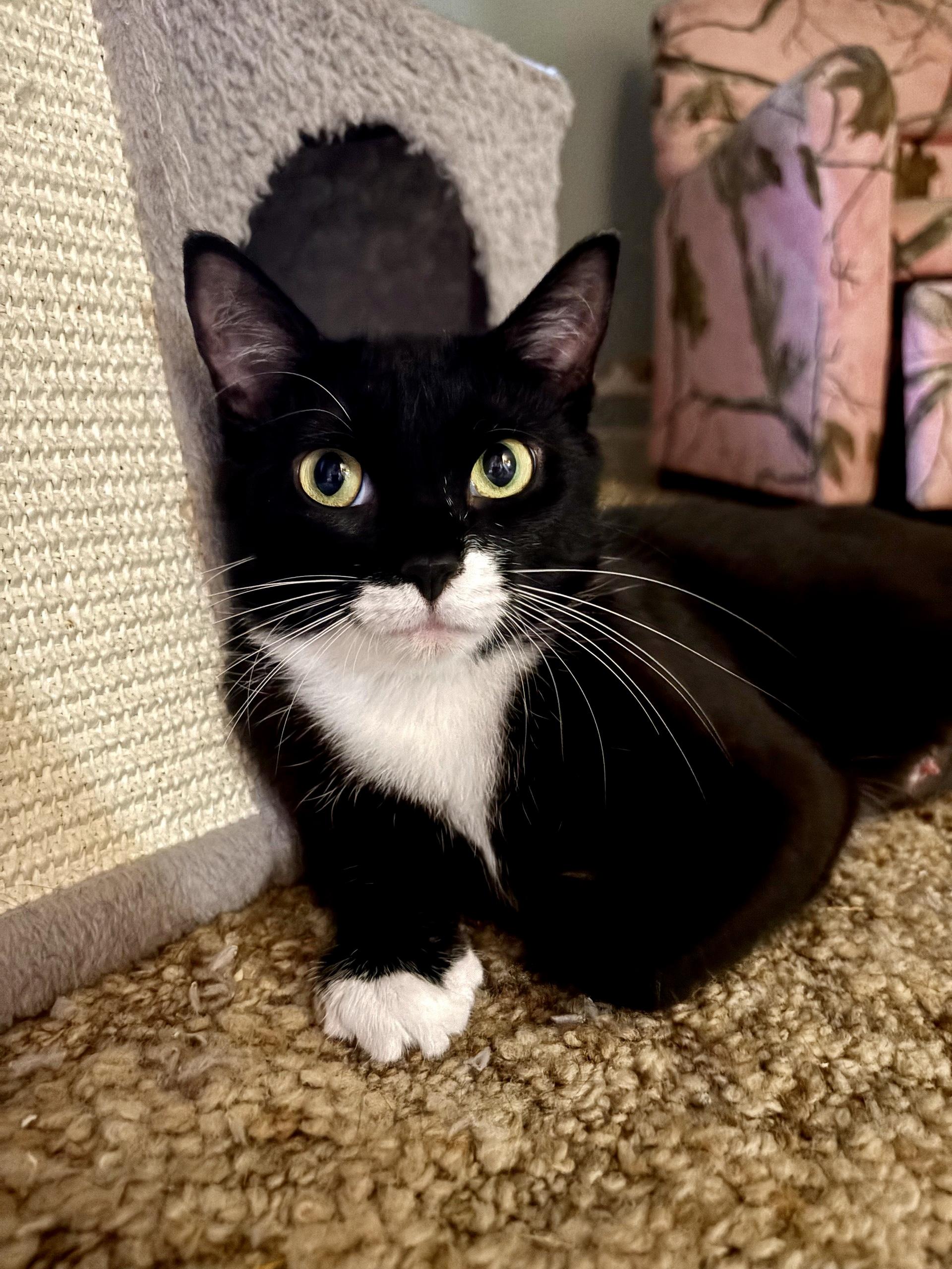 TOGEPI, ADOPTABLE, Young Female Tuxedo.