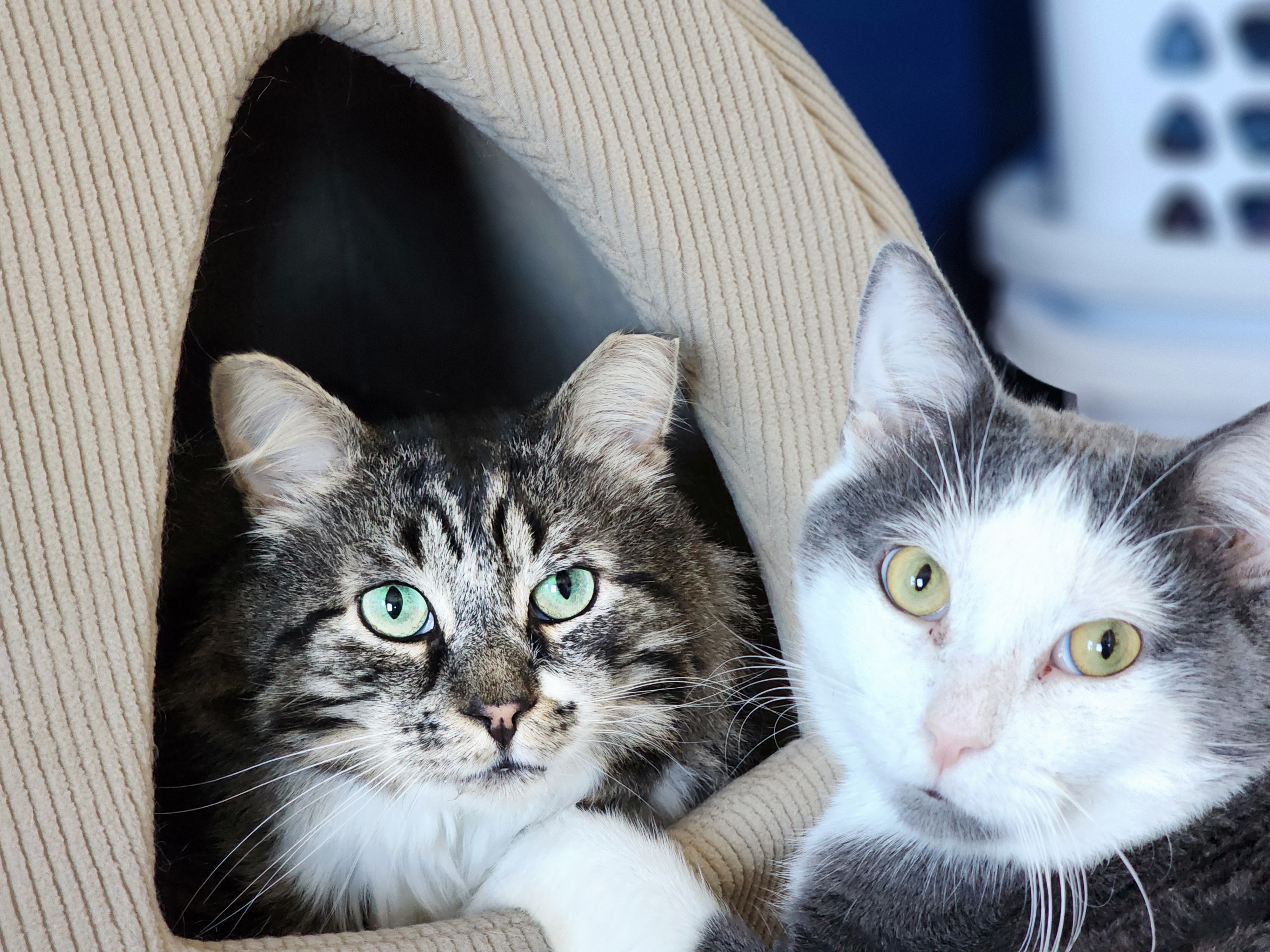 Monkey, a Adoptable Domestic Short Hair in Woodbridge, NJ image 1/4