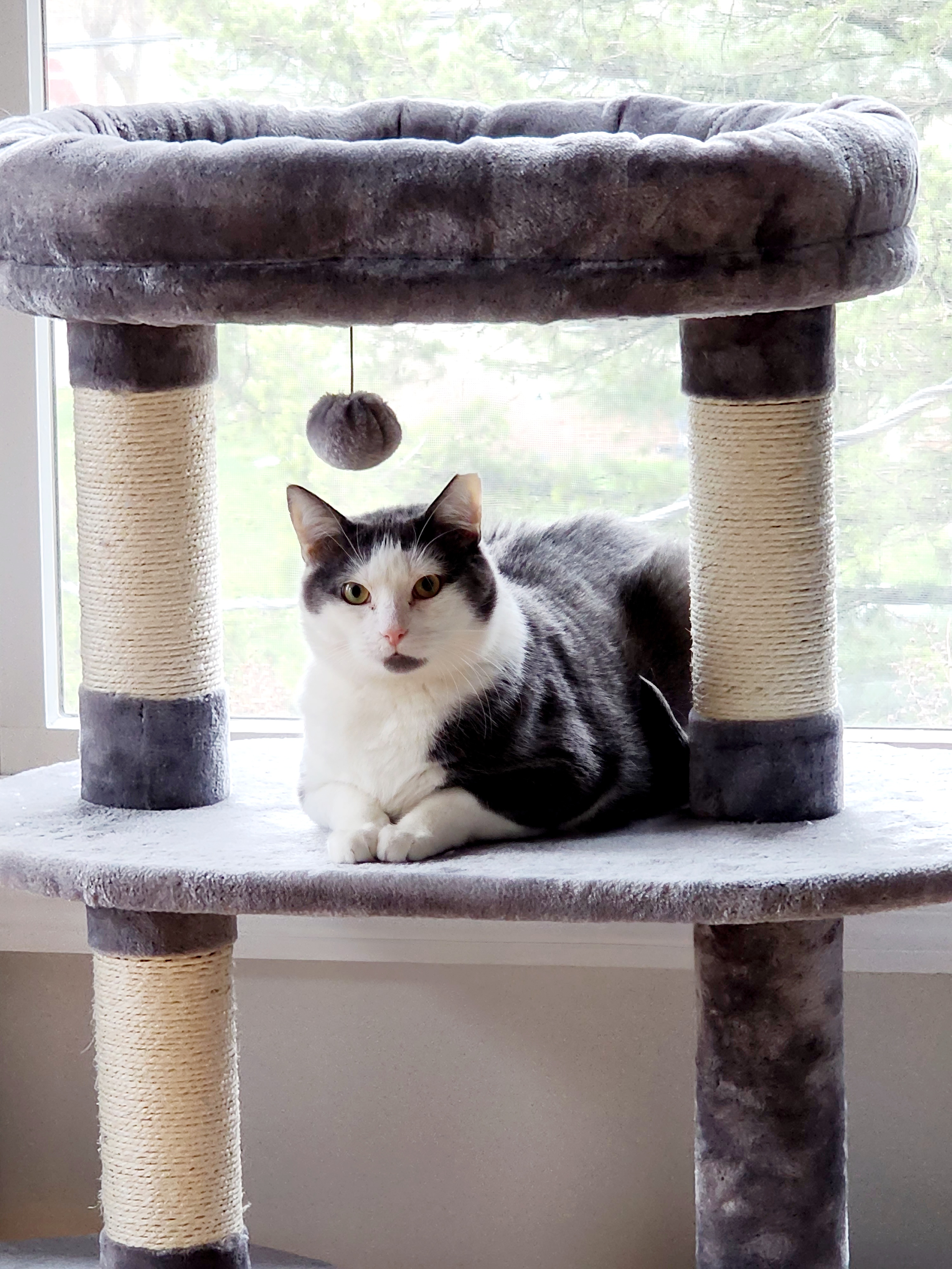 Monkey, a Adoptable Domestic Short Hair in Woodbridge, NJ image 2/4