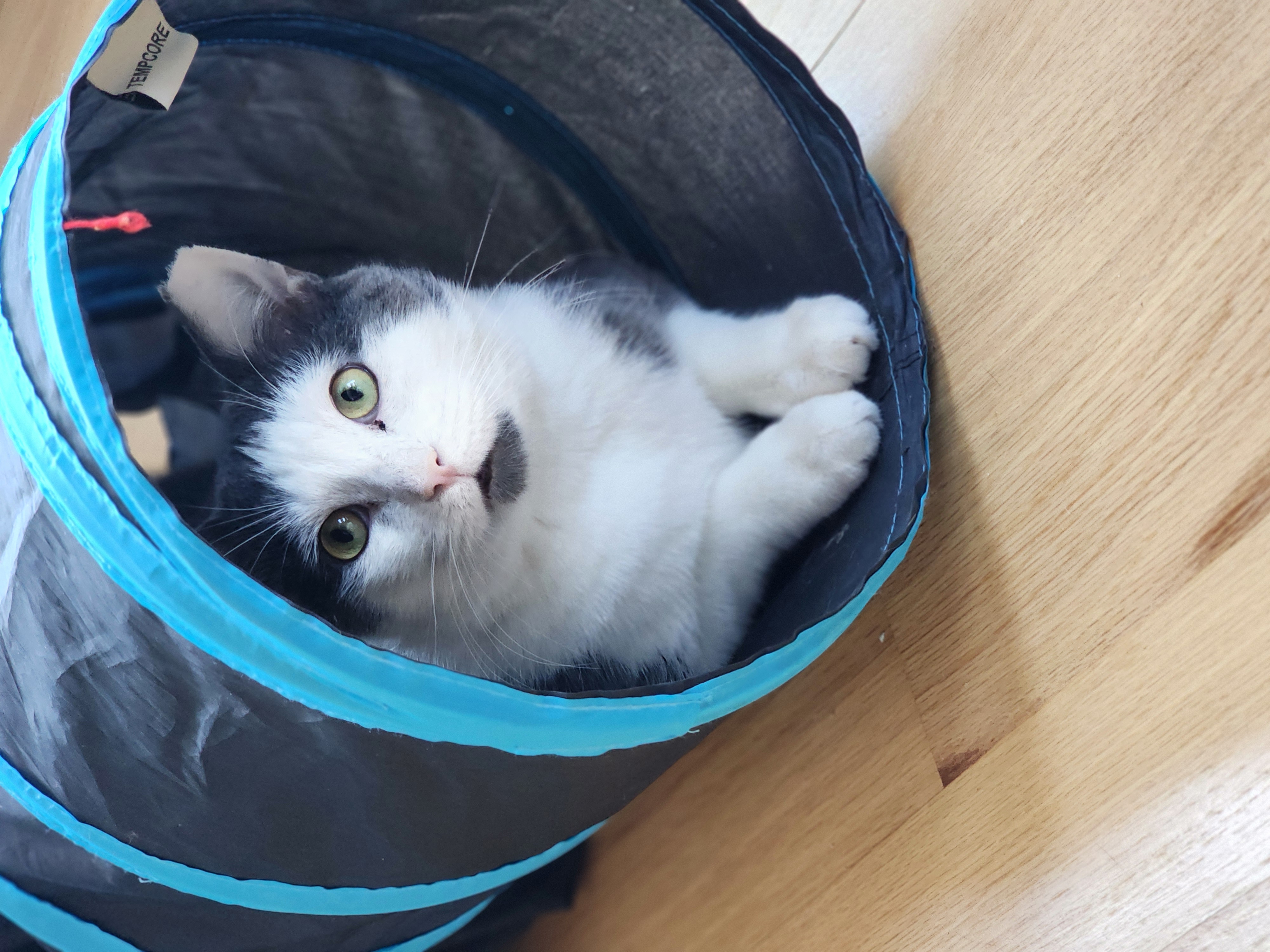 Monkey, a Adoptable Domestic Short Hair in Woodbridge, NJ image 3/4