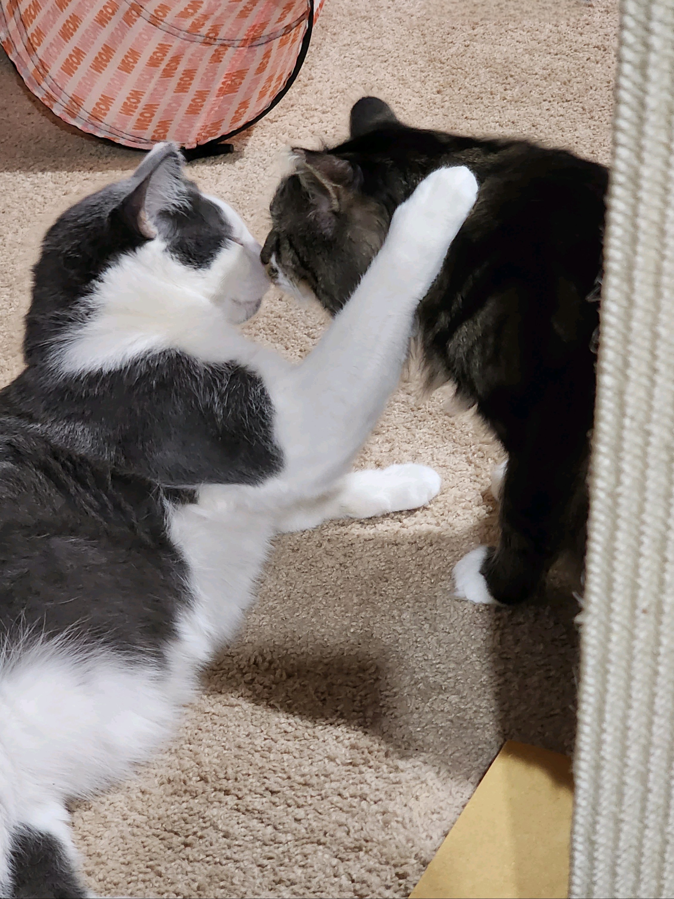 Monkey, a Adoptable Domestic Short Hair in Woodbridge, NJ image 4/4