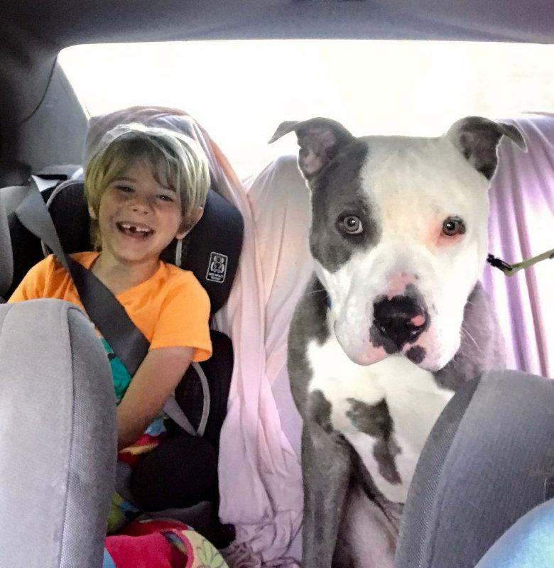 Major Tom, a Adopted mixed breed in Winston Salem, NC image 1/3