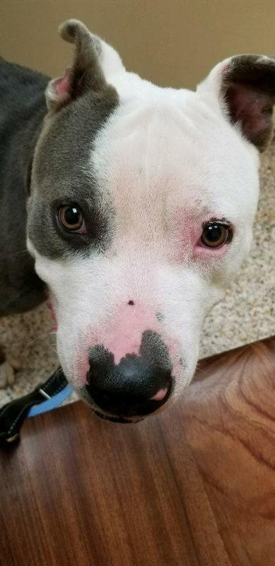Major Tom, a Adopted mixed breed in Winston Salem, NC image 2/3