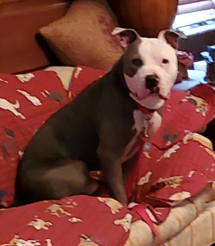 Major Tom, a Adopted mixed breed in Winston Salem, NC image 3/3