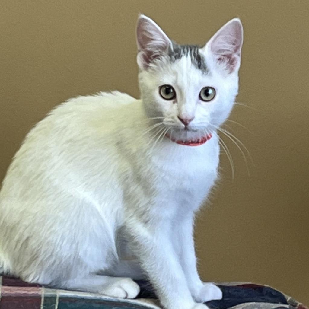 Pistachio, Adoptable, Adult Female Domestic Short Hair.