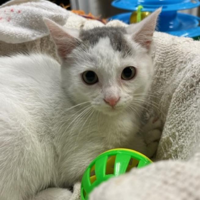 Pistachio, a Adoptable Domestic Short Hair in DAYTON, TN image 2/3