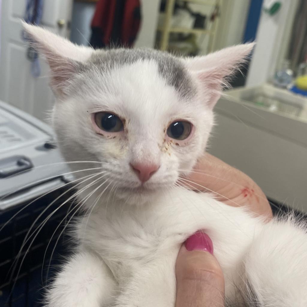 Pistachio, a Adoptable Domestic Short Hair in DAYTON, TN image 3/3