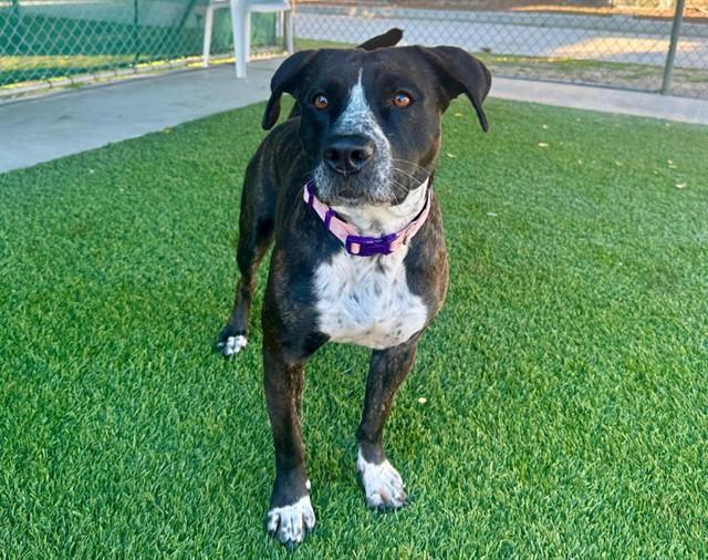 MEGAN, Adoptable, Adult Female Pit Bull Terrier & Mixed Breed.