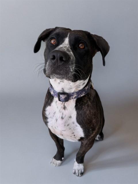 MEGAN, Adoptable, Adult Female Pit Bull Terrier & Mixed Breed.