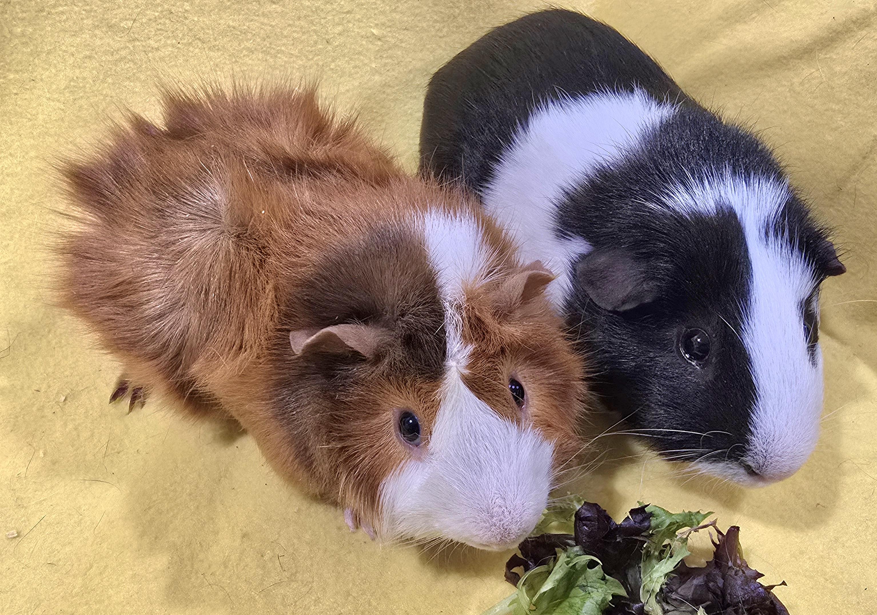 Trevor and Roger, a ADOPTABLE Guinea Pig in New Kensington, PA image 3/4