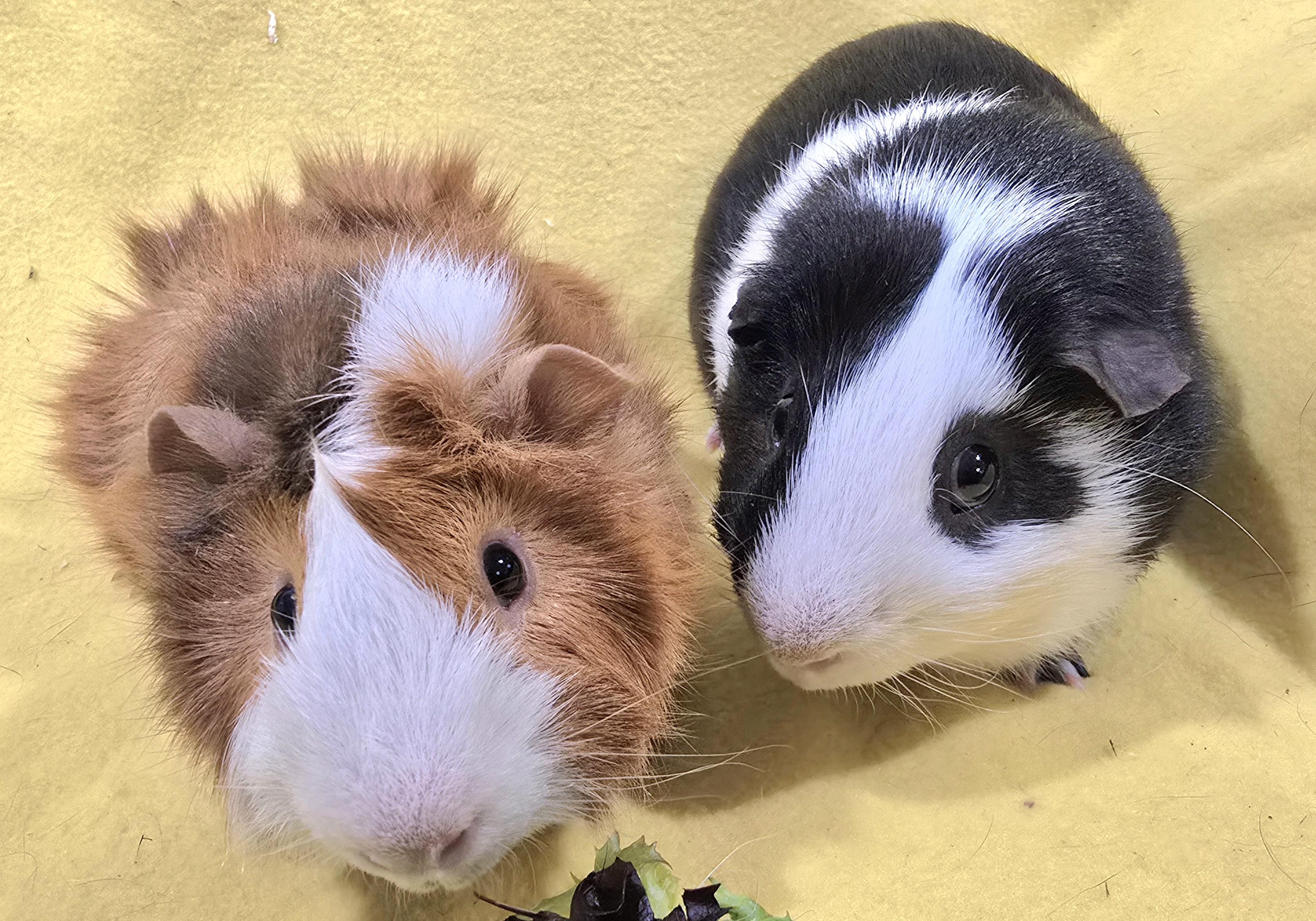 Trevor and Roger, ADOPTABLE, Young Male Guinea Pig.